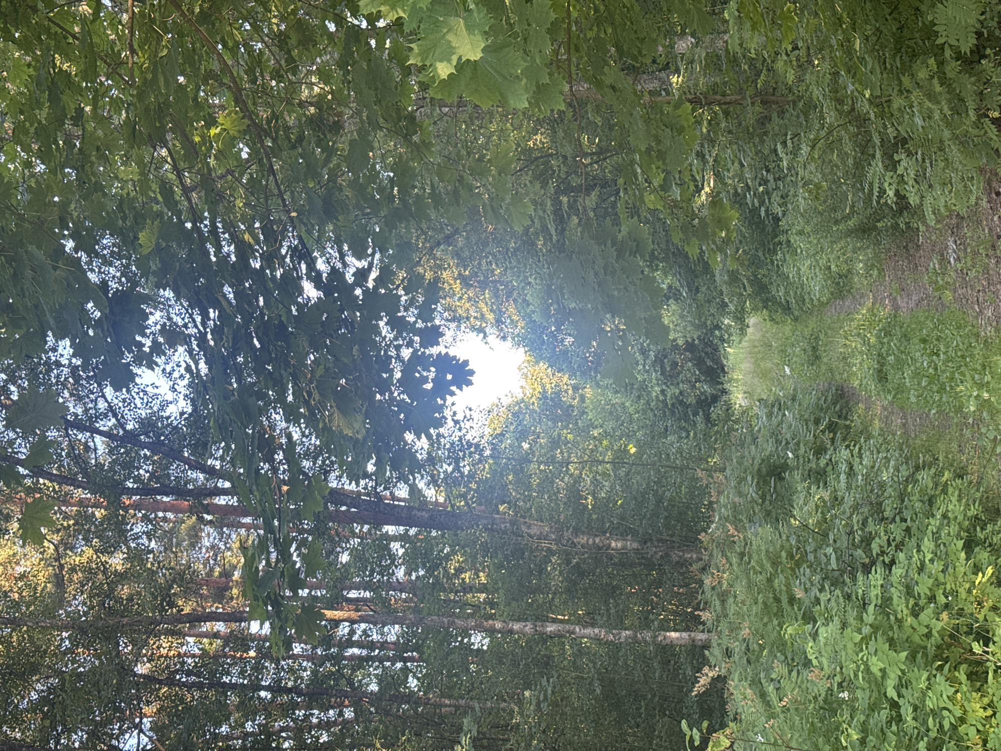A dirt path winds through a dense, sun-dappled forest. Tall trees, including birches and pines, line the path, their leaves forming a green canopy overhead. Lush green undergrowth and bushes crowd the sides of the path. The scene appears to be located in Zelenogorsk, Russia, likely a park or natural area within the city. The light suggests it is late afternoon or early evening, with the sun casting long shadows. There are no people or animals visible in the image.