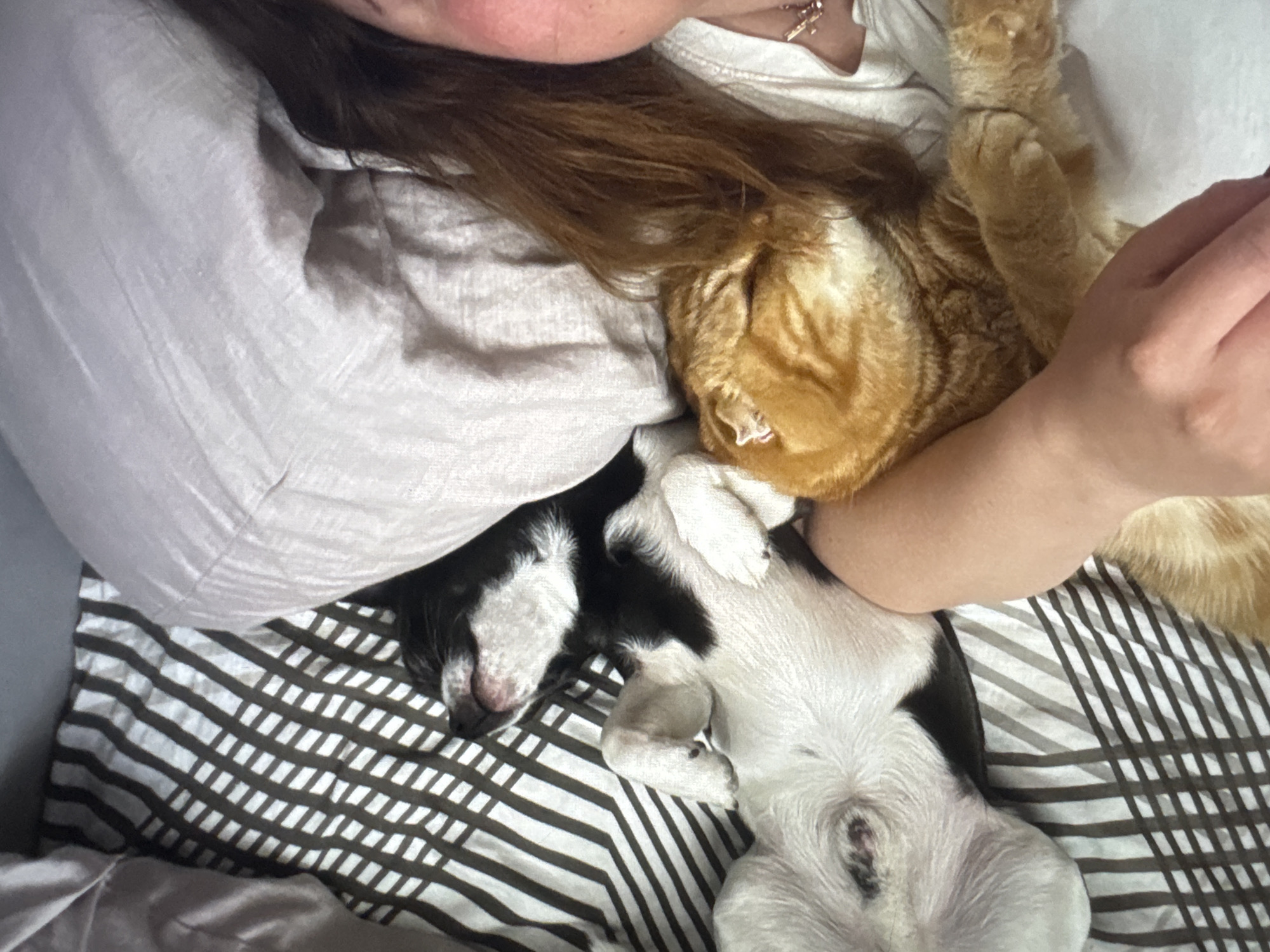A human is in bed with a black-and-white dog and a ginger cat. The dog is on its back on a black and white striped bedsheet. The cat is resting on the person. The scene takes place indoors. There is a beige pillow to the left. Location: Новинки, Russia cannot be determined.