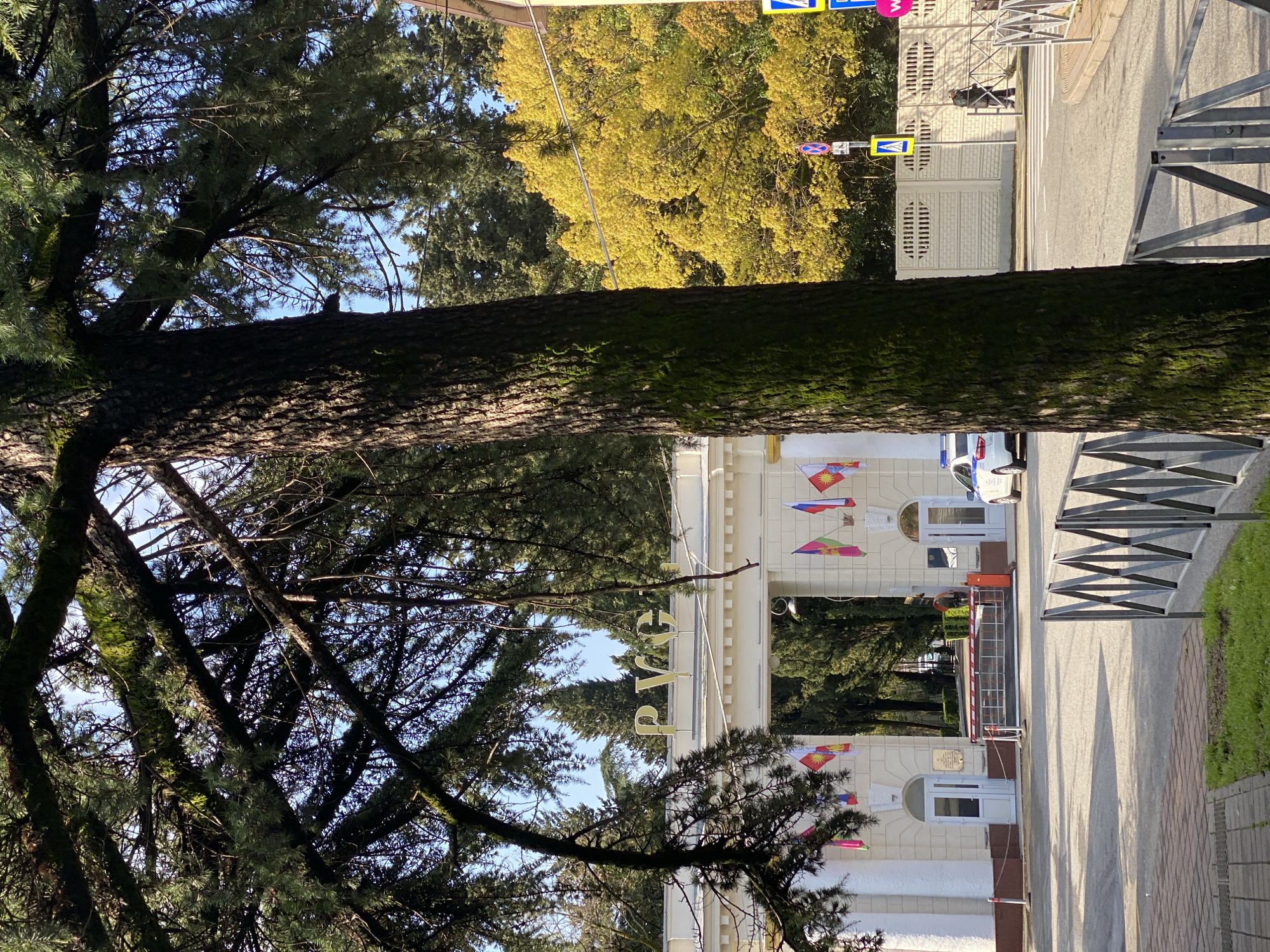 The image shows a building in Sochi, Russia, viewed through a tree. The building has a sign that reads "PVGC" vertically and is adorned with flags. A police car is parked nearby. A pedestrian crosswalk is visible in the background with a person crossing. The sky is blue, visible through the branches of the trees. There is a metal barrier on the right side of the image. Some trees have yellow foliage.
