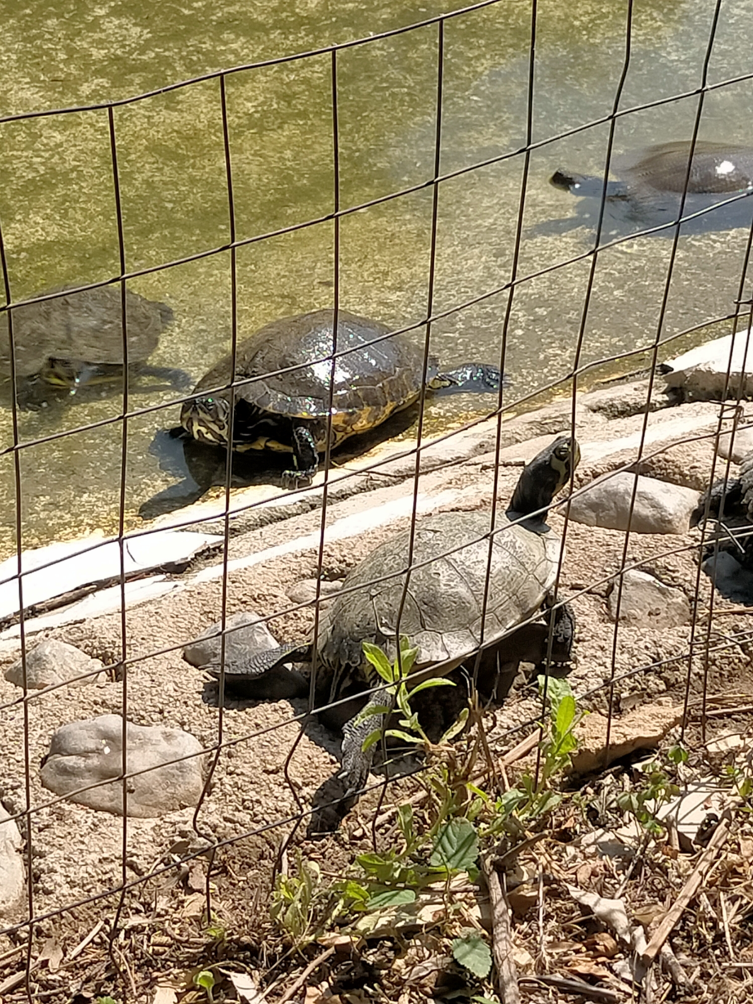 The image shows several turtles in a shallow pond and on the sandy bank, behind a wire fence. In the foreground, a turtle is standing on the sand with its head raised, looking to the left. Further back in the water, another turtle is partially submerged, facing the viewer. To the left of this turtle, another turtle's shell is visible in the water. In the background, a turtle is seen swimming in the pond. The pond water is murky and appears to have a greenish tint. The bank is composed of sand, small stones, and some dried leaves and twigs. Green vegetation is growing on the bank in the foreground. The image is taken on a sunny day, with shadows cast on the ground.