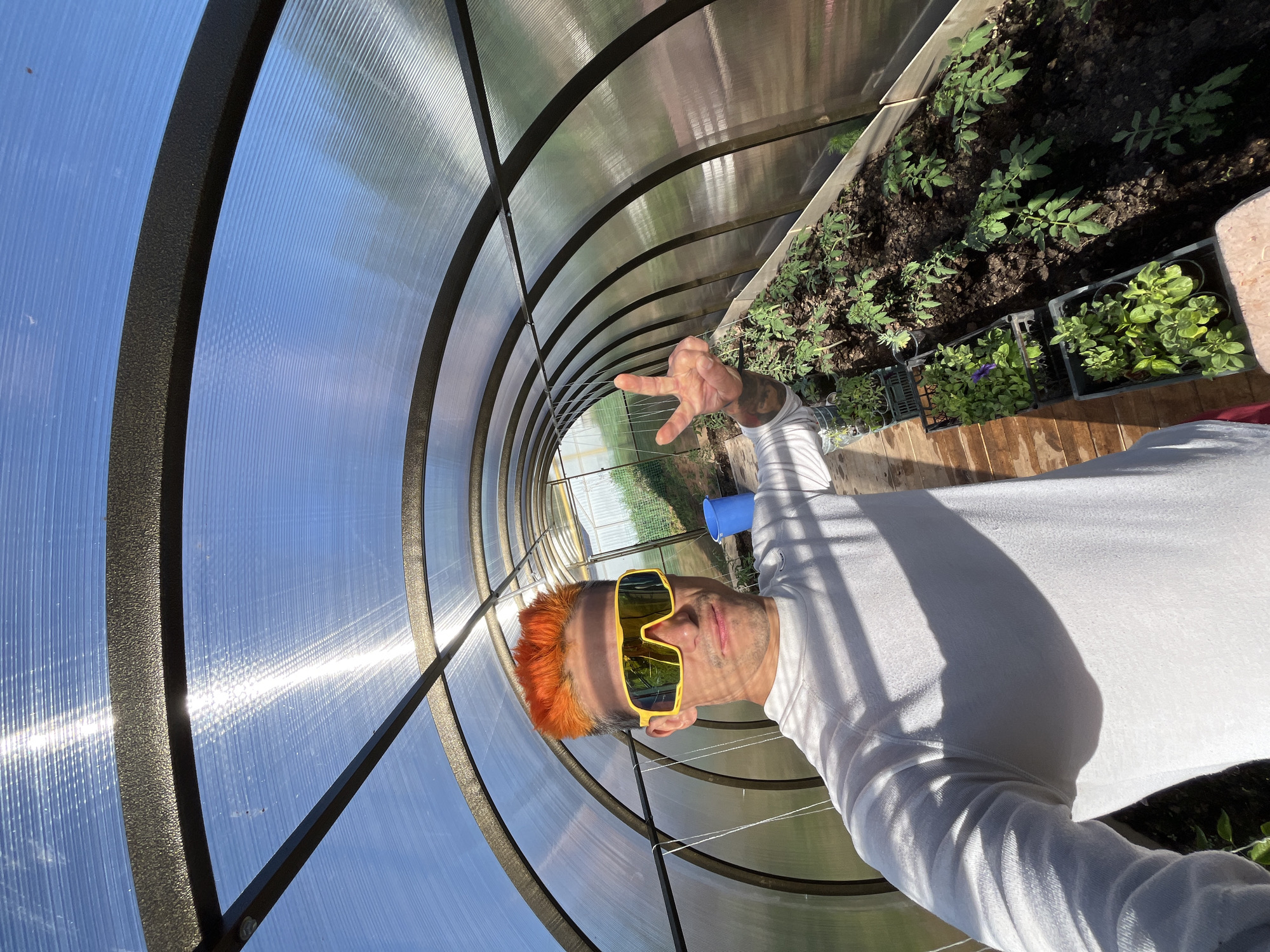 A selfie was taken inside a greenhouse in Chaikovsky, Russia. A man with bright orange hair and yellow sunglasses is smiling and making a hand gesture with his right hand. He is wearing a white long-sleeved shirt. The greenhouse has a curved roof made of translucent material supported by black metal framing. Inside the greenhouse, there are plants growing in the ground and in plastic crates. The environment appears to be sunny and bright.