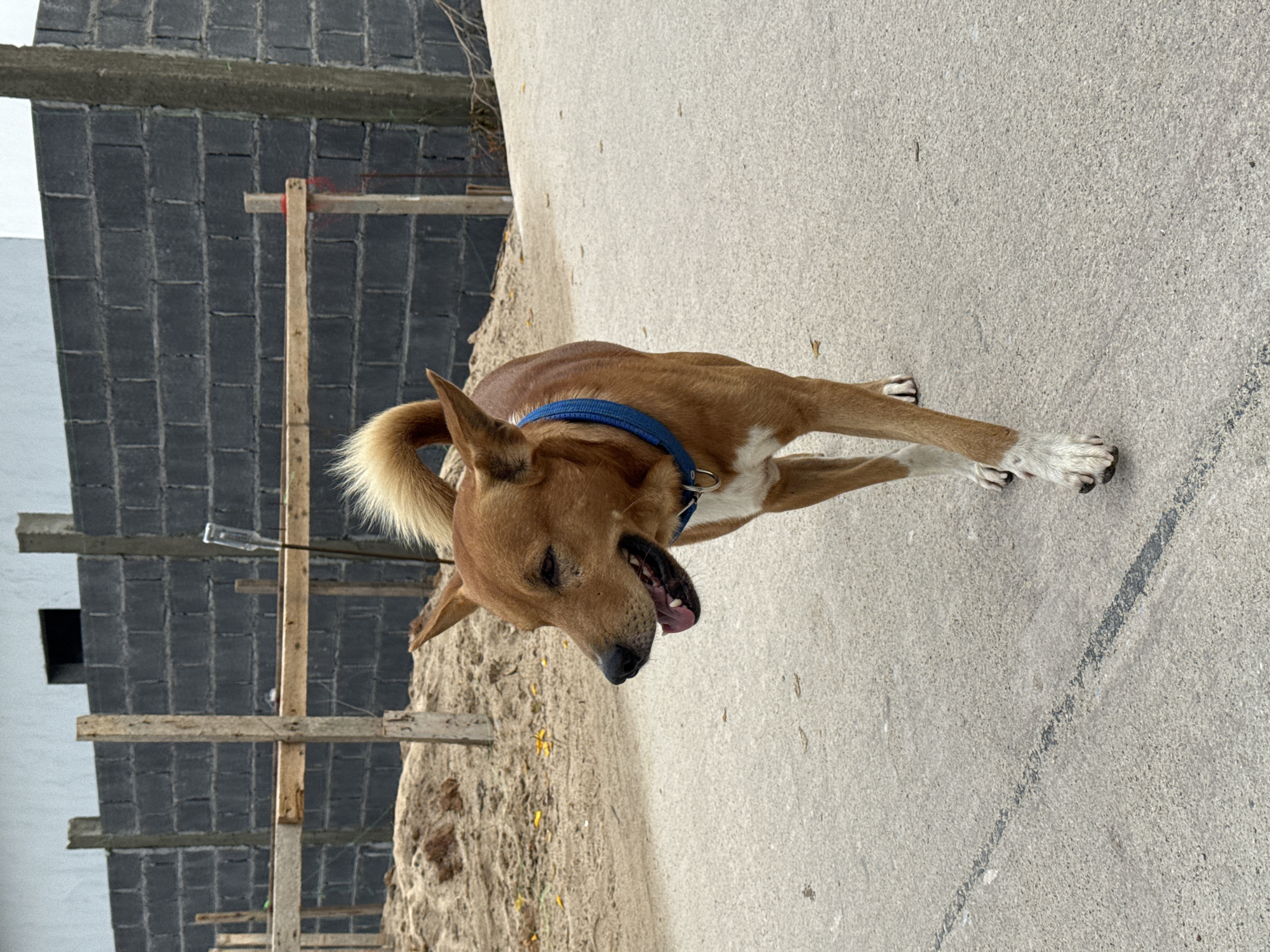 A medium-sized, brown dog with white markings on its chest and paws is walking on a paved road. The dog is wearing a blue collar and appears to be panting with its tongue hanging out. In the background, there is a grey brick wall under construction, with wooden beams and sand. The scene is set in Ko Samui District, Thailand.