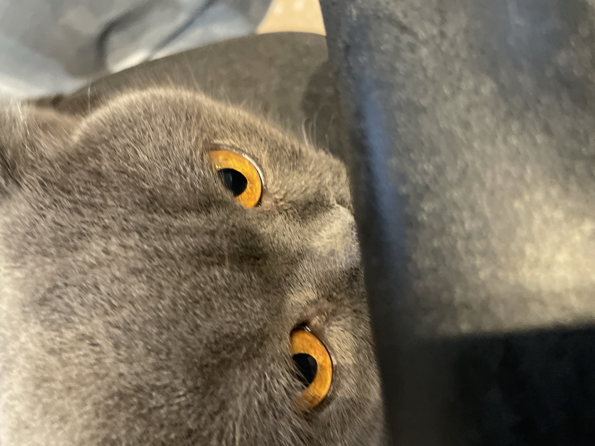 A close-up, overhead shot captures a grey cat's intense, orange eyes as it looks down at something out of frame. The cat's fur is a dense, grey mass, with subtle variations in tone. The animal's head is tilted, and its gaze is focused, with the pupils of its eyes appearing dilated. The background consists of dark, textured surfaces, possibly a couch or chair, with a hint of a lighter, out-of-focus area to the right. The lighting is dim, casting shadows and highlighting the cat's eyes.