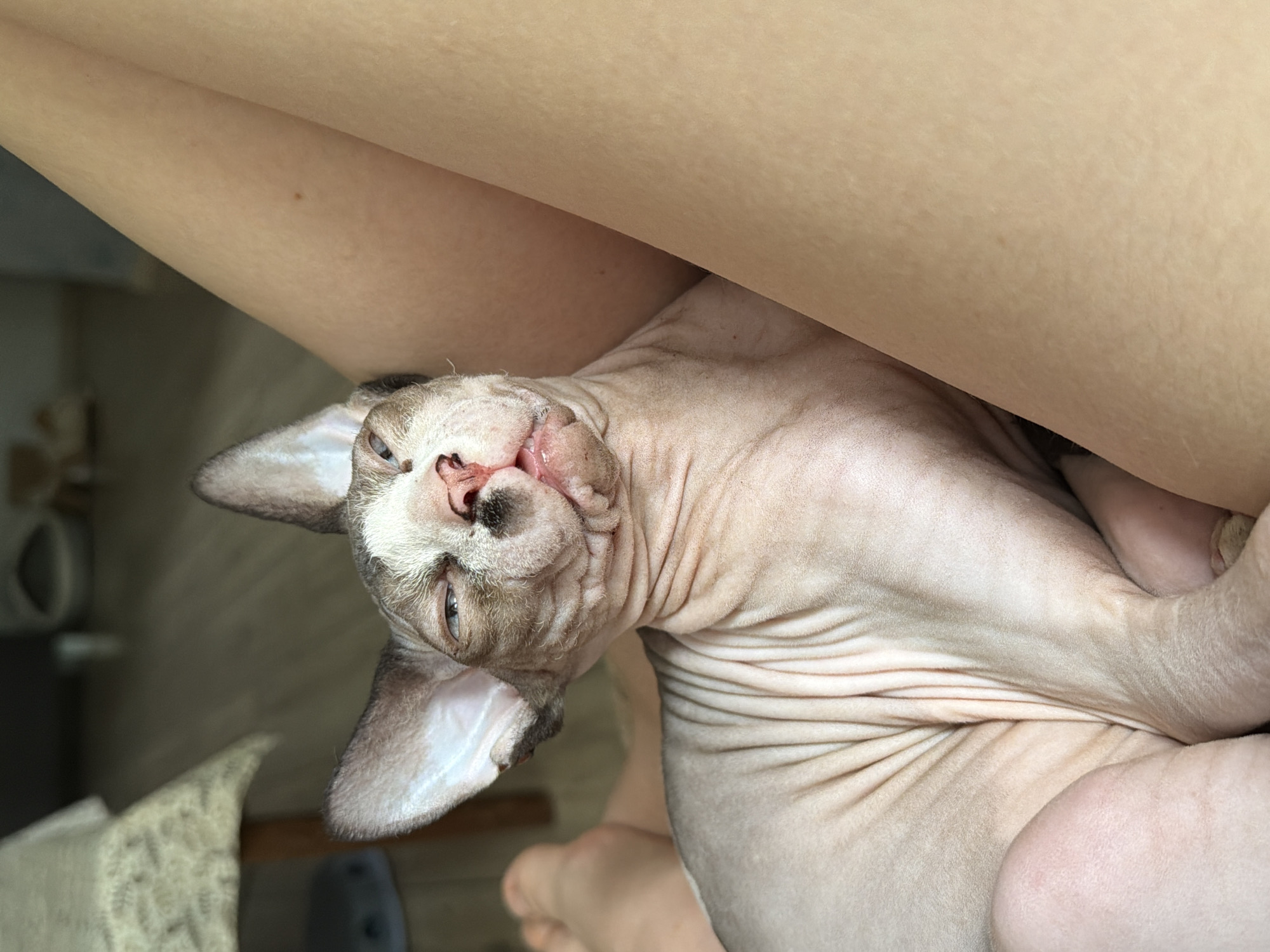 A hairless Sphynx cat with wrinkled, light tan skin and greyish-brown markings on its face and prominent ears is the central subject, resting on the lap of a person. The cat's eyes are squinted, and its mouth is slightly agape, revealing a pink tongue, suggesting a state of sleep or relaxation. Its body extends downwards and to the left, occupying the lower half of the frame. The person's legs, with light skin, serve as the cat's resting place; the upper thighs are visible on the right, and a blurred foot is seen on the left. The indoor environment includes a light brown wooden floor visible in the upper left and background. A wooden table with a light-colored, patterned tablecloth is present in the upper left, out of focus, alongside other indistinct objects on the floor. The scene is located in the city of Unknown, Unknown.