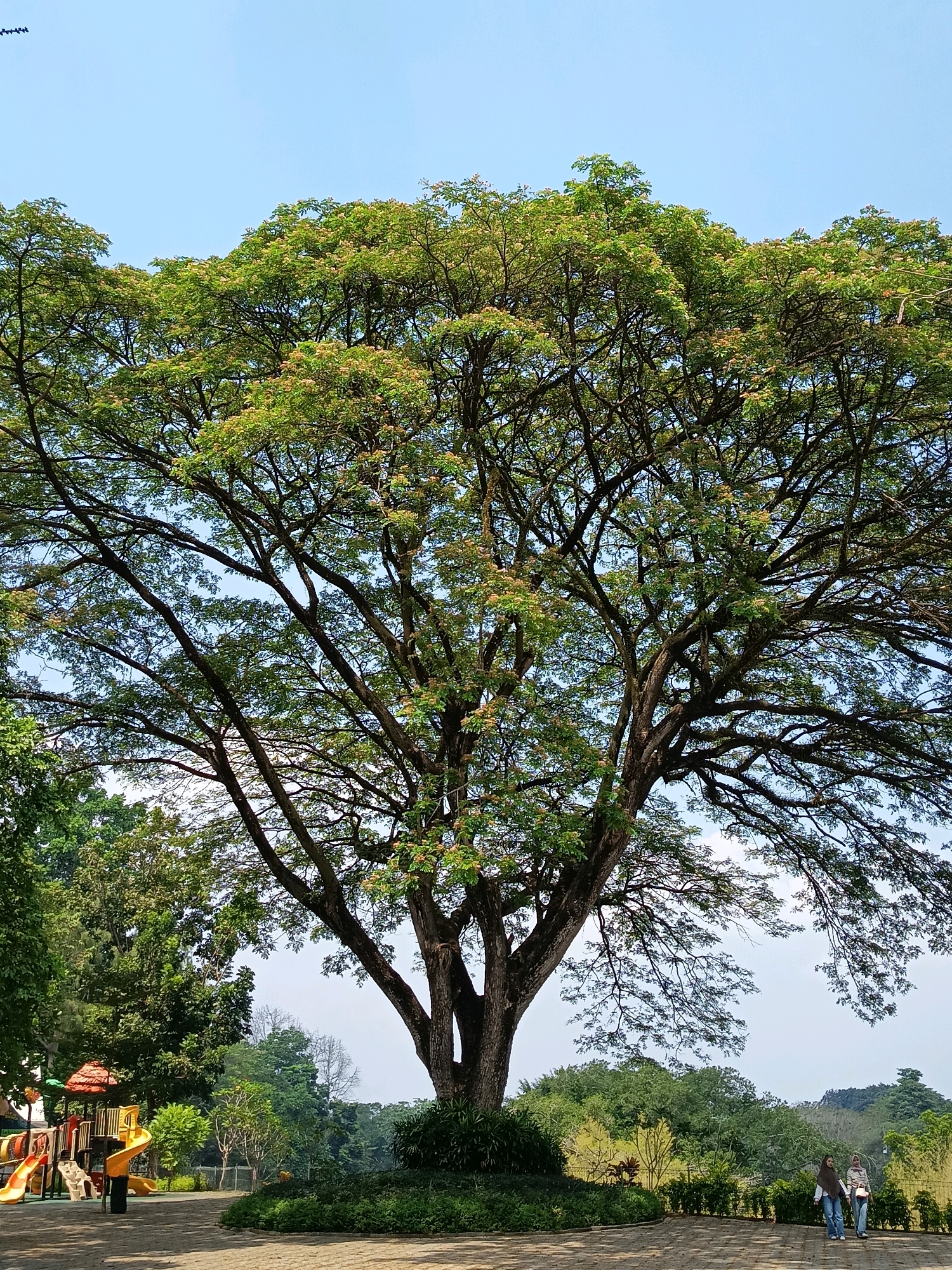 This is a vertical, eye-level, medium shot of a large tree with a wide canopy in a park. The tree is in the center of the frame and its branches spread out to fill a significant portion of the image. The sky is clear and blue, with a few wispy clouds visible at the top of the frame. In the background, there is a playground with colorful slides, a few people walking on a paved path, and lush green trees. The overall setting appears to be a public park in Yogyakarta, Indonesia, characterized by the presence of large trees, recreational facilities, and a clear sky, typical of tropical outdoor spaces.