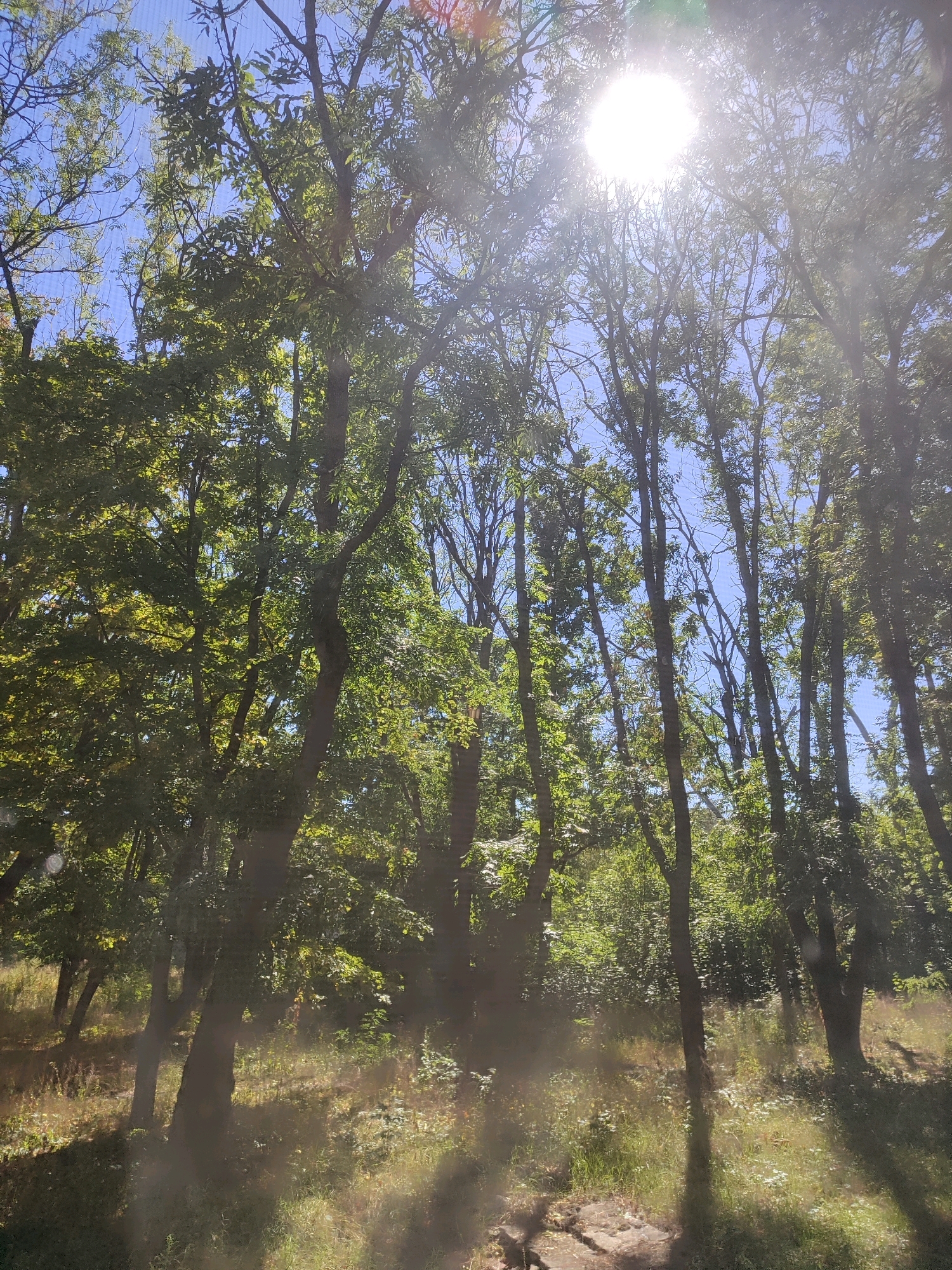 A low-angle, vertical shot captures a sun-drenched forest with a bright, blown-out sun in the upper center, its rays filtering through the leaves. The scene is dominated by tall trees with abundant green foliage, their dark trunks standing out against the blue sky. The forest floor is covered in dry grass and dappled sunlight, with several large stones visible in the foreground. The overall impression is one of a bright, warm summer day in a natural setting.