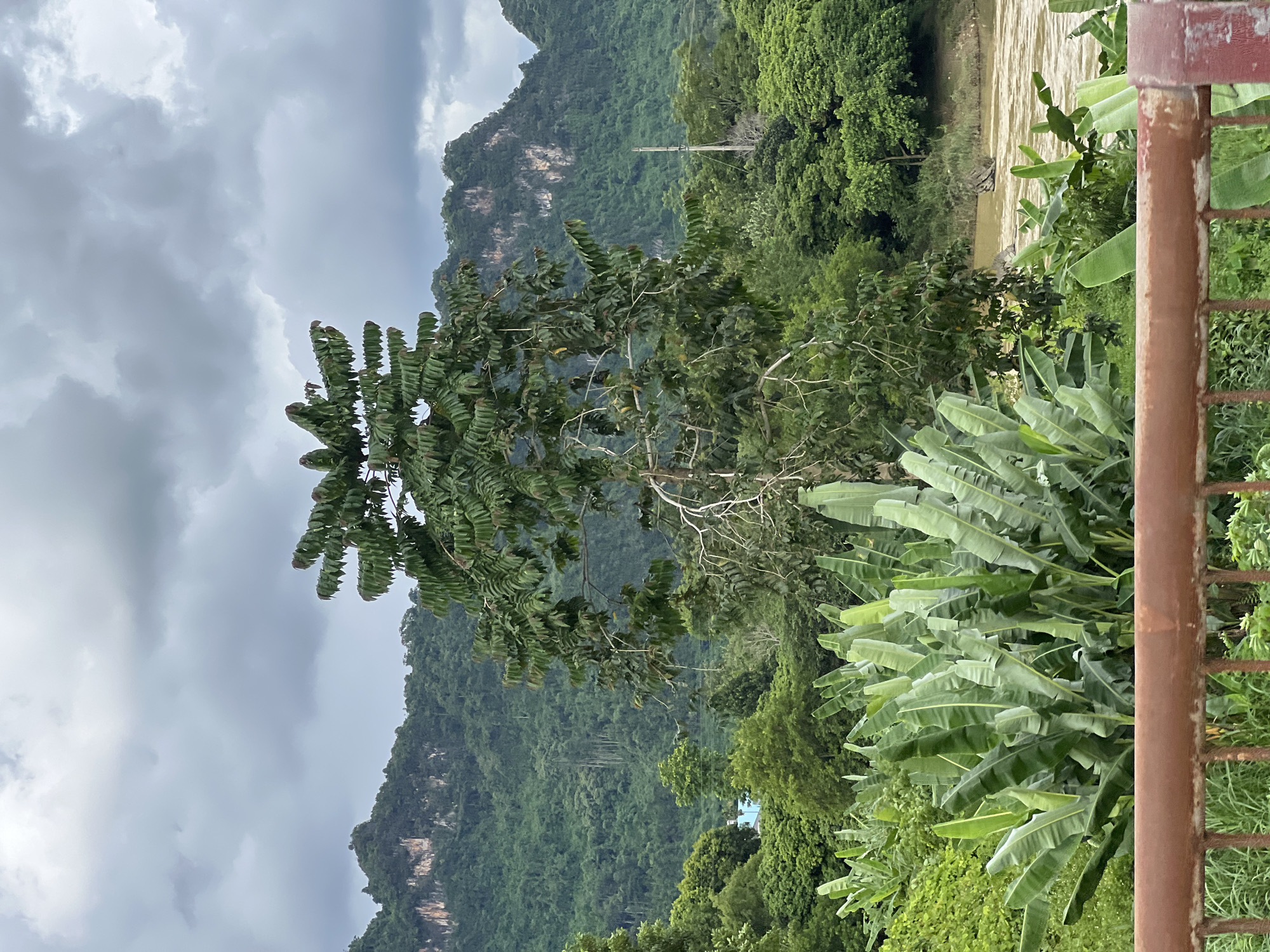 An overcast day frames a lush, green mountainous landscape. In the foreground, a tall tree with distinct, layered branches stands center frame, its leaves a vibrant green against the muted sky. Below it, a dense cluster of banana trees with large, paddle-shaped leaves dominates the middle ground. A muddy river flows to the right of the banana plants. The background features rolling green hills, appearing as a forested mountain range, with rocky outcrops visible on the slopes. A single utility pole stands amidst the trees. A rusty-brown railing runs across the very bottom of the image. The scene depicts a natural setting within or near the city of Hà Giang, specifically in Ward 2, given the characteristic karst landscape and vegetation typical of the region. There are no people visible in the image.