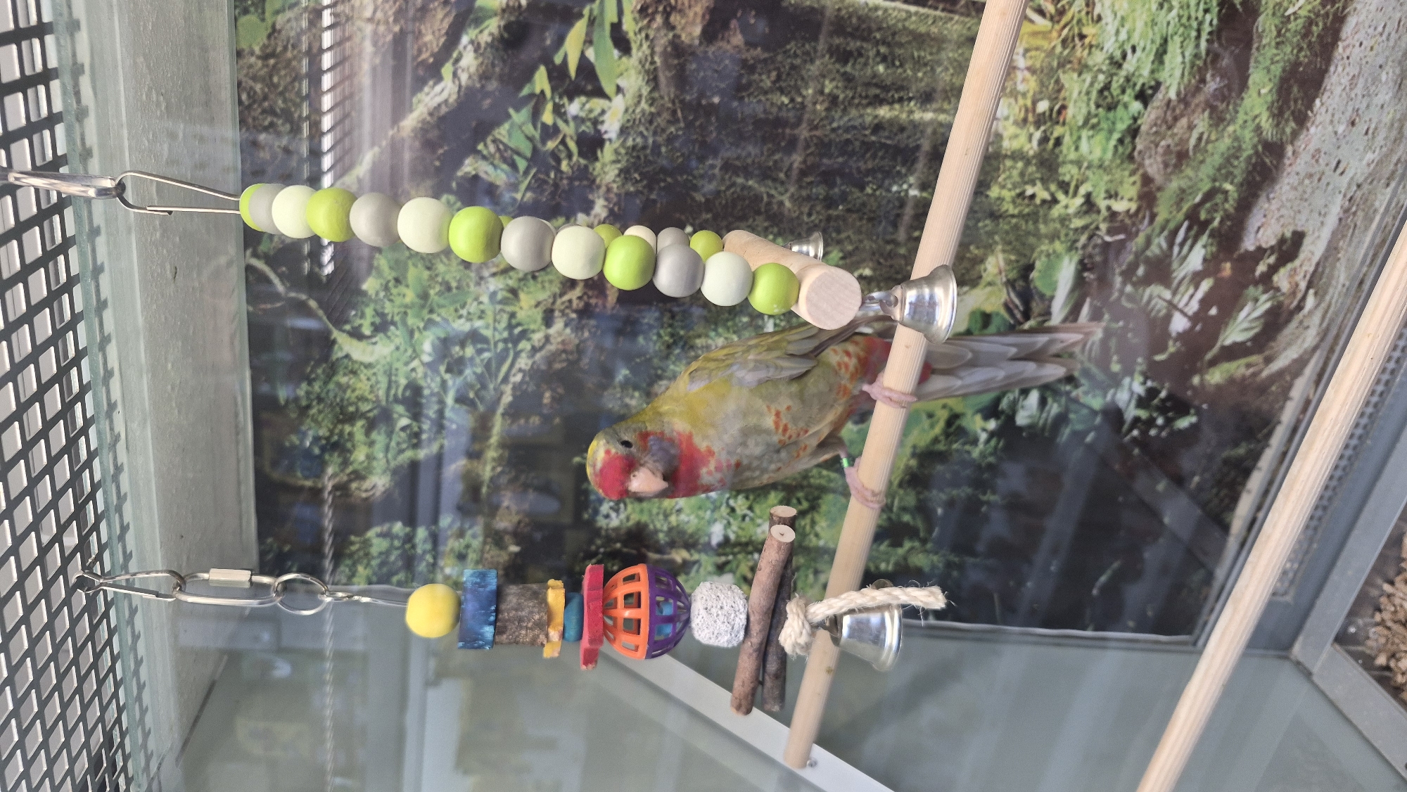 A small parrot with red markings on its head and chest perches on a wooden dowel in a glass enclosure. The parrot is facing left, with its head turned slightly towards the viewer. Behind the parrot is a printed backdrop depicting a lush green forest. To the left of the parrot is a hanging toy made of colorful wooden blocks and a spherical plastic toy. To the right, a string of alternating green, grey, and white wooden beads hangs vertically. Two silver bells are attached to the wooden dowel, one on each side of the parrot. The enclosure appears to be a cage or display in a pet store or zoo. The lighting is bright, illuminating the parrot and its surroundings. There is no indication of the location in the city of Daugavpils, Latvia.