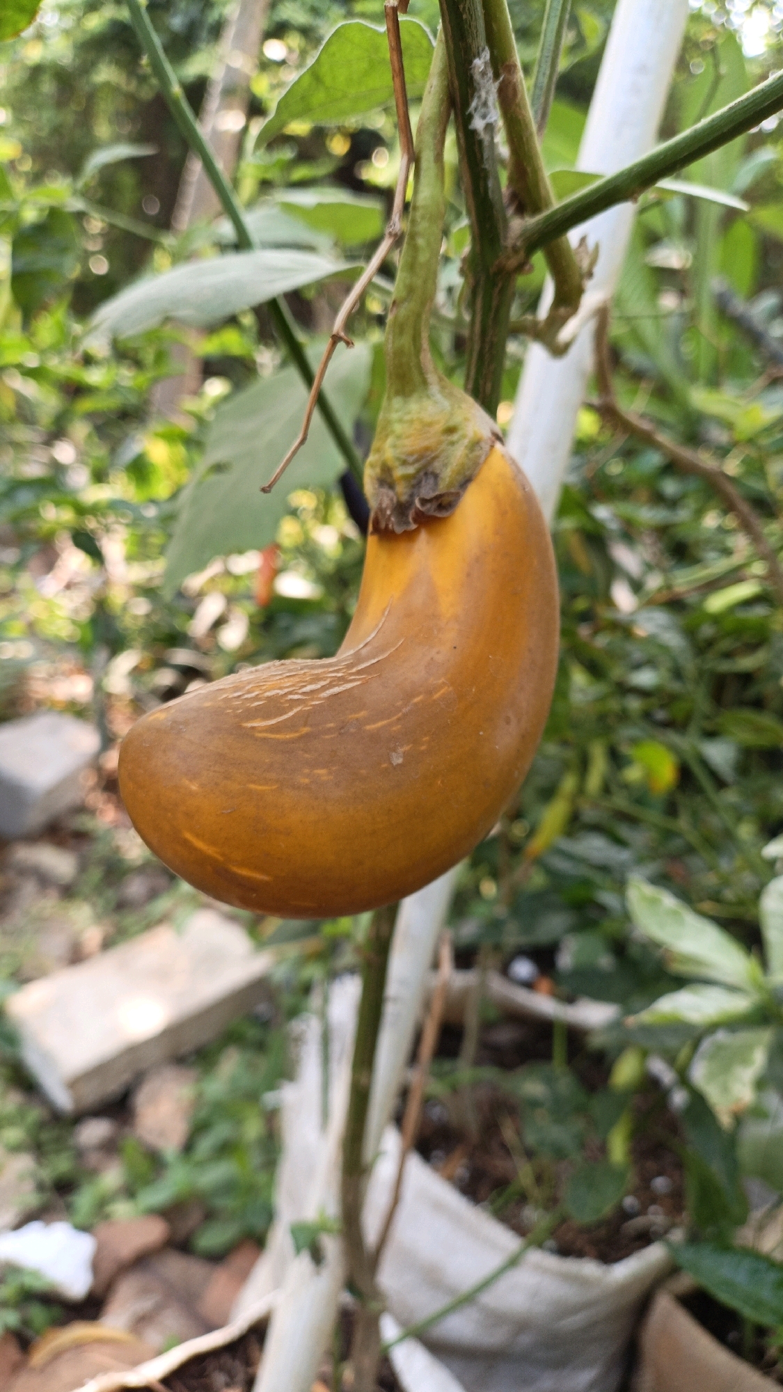 A close-up, vertical, eye-level shot captures a single, unripe yellow eggplant hanging from its stem. The eggplant is curved, with a pronounced bulge on the left side, and displays a slightly leathery texture with faint, lighter-colored lines running horizontally across its surface. The stem and the top of the eggplant exhibit a greenish-brown color, with some dried, wispy plant matter attached. The background is blurred, revealing lush green foliage, some of which appears to be part of the same plant, along with hints of brown soil and white plastic sheeting, suggesting it is in a garden or potted planting. A white pole, likely a plant support, is visible to the right. The lighting is natural and diffused, creating soft shadows. The scene is located in a garden in Cikal, Indonesia.