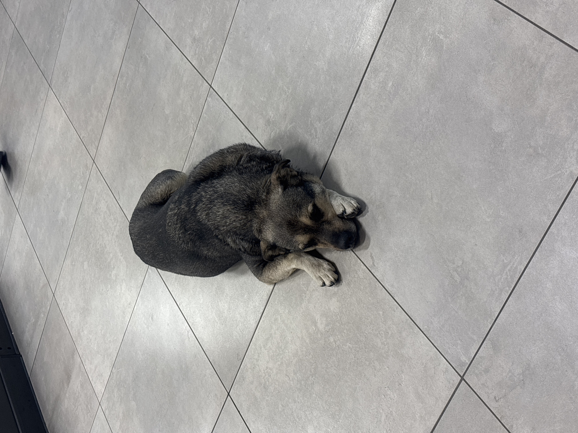 A medium-sized dog is lying on its side on a tiled floor. The dog is predominantly gray and black, with some lighter brown fur around its face and paws. Its eyes are closed, and its head is resting on its front paws. The floor is made of large, light gray square tiles with dark grout lines. In the background, a dark, flat surface is visible, possibly a piece of furniture or a wall. The scene appears to be indoors, in a clean and minimalist environment. The location is unknown.