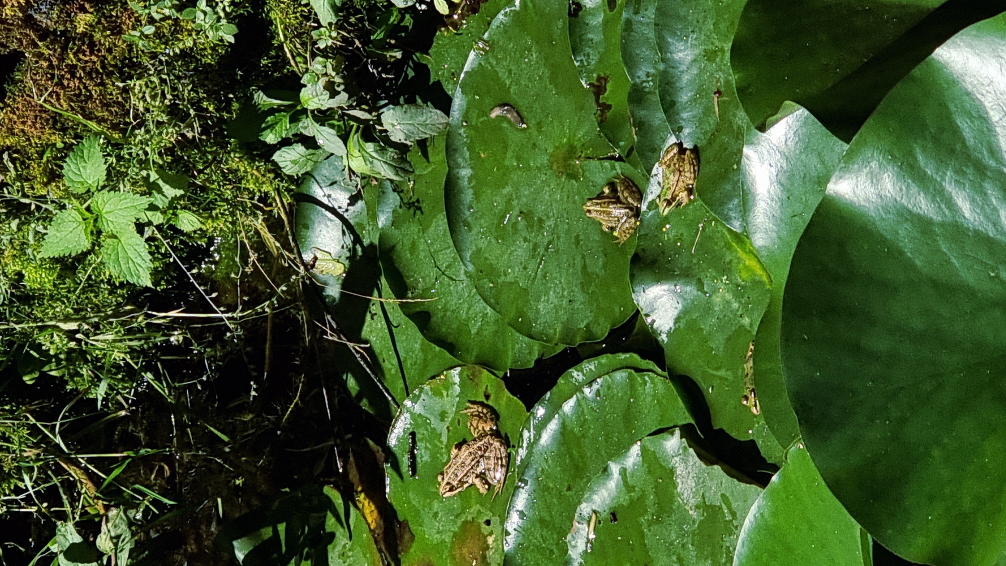 In a body of water in Sant Joan les Fonts, Spain, several frogs are perched on large, green lily pads. The water is partially obscured by these pads, and the surrounding area is lush with dense green vegetation and moss-covered rocks. One frog is centrally located, with two others positioned below and to the right. Another frog is visible further up and to the left, with a smaller, darker organism on the same lily pad. The scene is illuminated by natural light, creating shadows and highlights on the water and foliage.