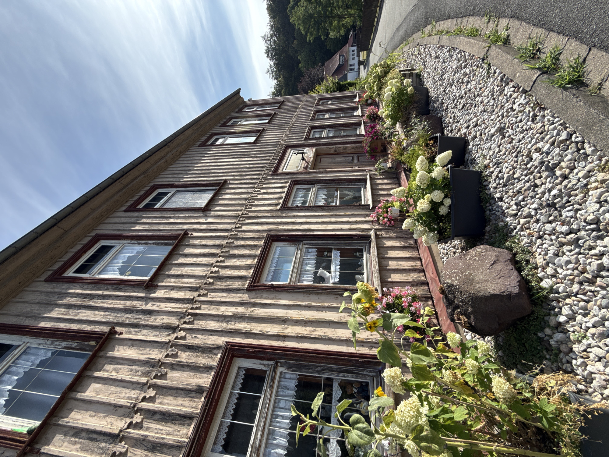 A slightly low-angle, eye-level, full shot captures the side of a rustic, two-story wooden house with a red-trimmed roofline and dark red window frames, located on a paved road in Walkenried, Germany. The wooden planks of the house are weathered and stained a light tan, with dark vertical seams. Numerous windows, many adorned with white lace curtains, punctuate the facade. In the foreground, a variety of flowering plants, including hydrangeas and sunflowers, are displayed in black planters and directly in the ground amidst a bed of light-colored gravel. A large, dark, irregularly shaped rock sits prominently in the gravel bed near the front of the house. To the right of the house, the paved road curves away, bordered by a concrete curb with sparse grass growth. Beyond the house and road, a lush green forest rises, with a red-roofed building partially visible in the distance. The sky above is a bright blue with scattered wispy white clouds. No people are visible in the image.