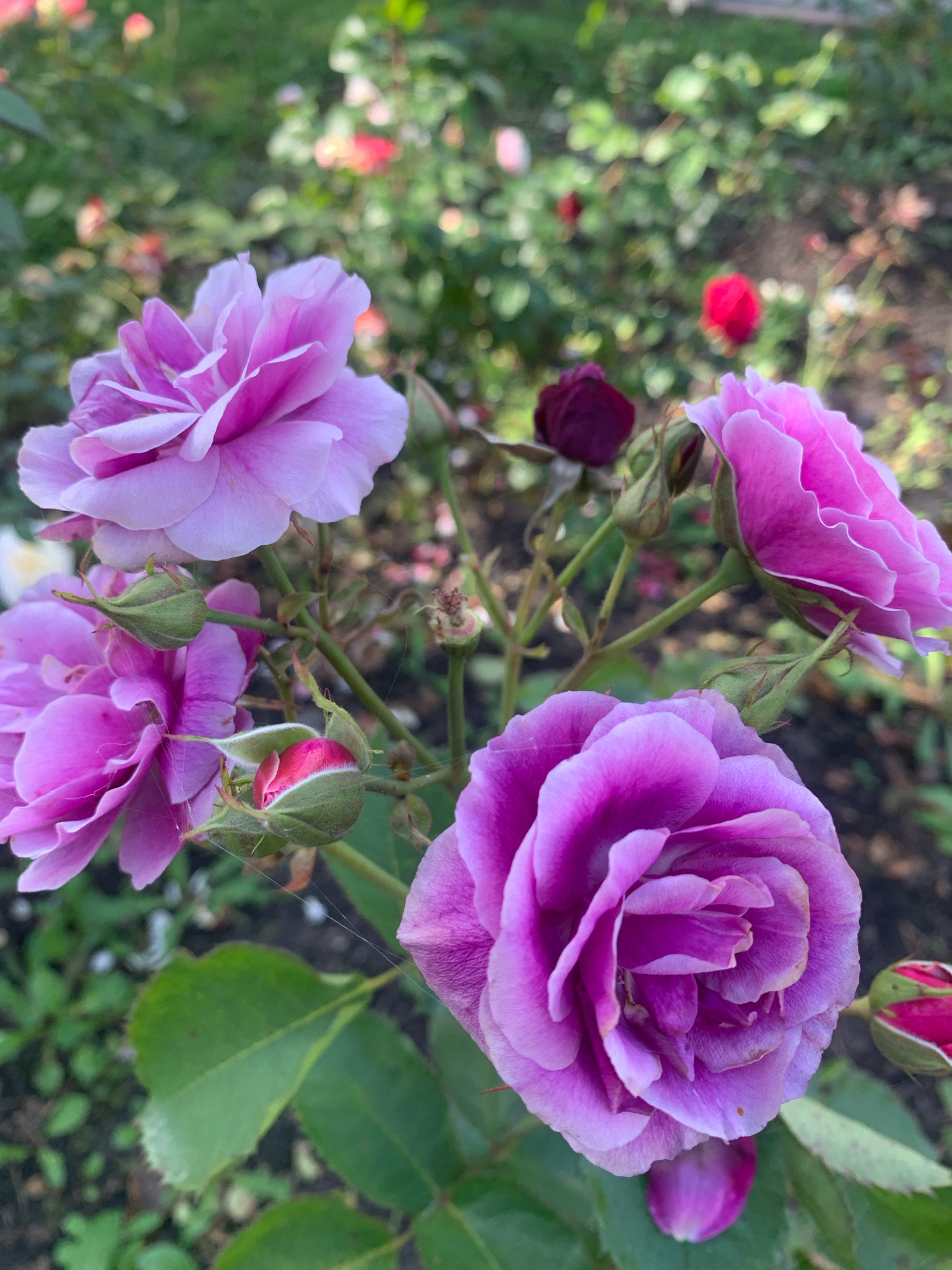 The image shows a close-up view of pink and purple roses in bloom. In the foreground, several rose blossoms and buds are visible, with intricate petal details and some light cobweb. In the background, out-of-focus roses and greenery create a soft, garden-like setting. There are no people or specific landmarks identifiable in the image to determine a location within Prokopyevsk, Russia. The scene appears to be a natural outdoor environment, likely a garden or park.