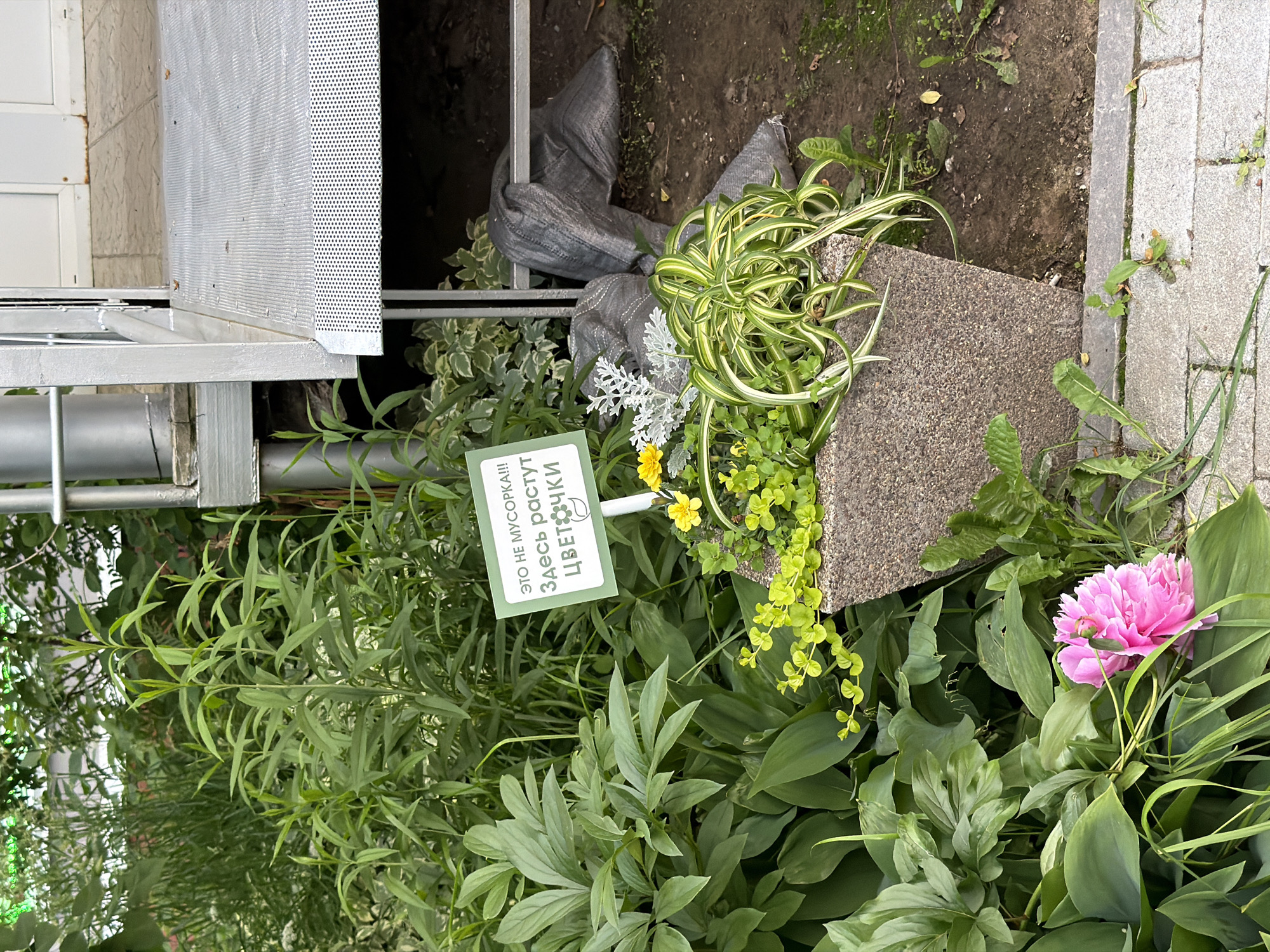 In the city of Chaikovsky, Russia, an outdoor scene features lush greenery and a decorative flower planter. In the foreground, a vibrant pink peony blooms amidst broad, dark green leaves. To the right, a grey, angular planter contains a variety of plants, including trailing spider plants with variegated leaves, small yellow flowers, and silvery, feathery foliage. A sign with green text in Cyrillic, reading "ЭТО НЕ МУСОРКА!!! ЗДЕСЬ РАСТУТ ЦВЕТОЧКИ" (This is not a trash can!!! Flowers grow here), is placed in front of the planter, accompanied by a small drawing of a flower. The background shows dense, tall green plants and a metal ramp or staircase structure with a metallic, perforated edge. Two dark grey bags are draped over a metal railing in the mid-ground. The ground is a mix of dirt and light grey paving stones.