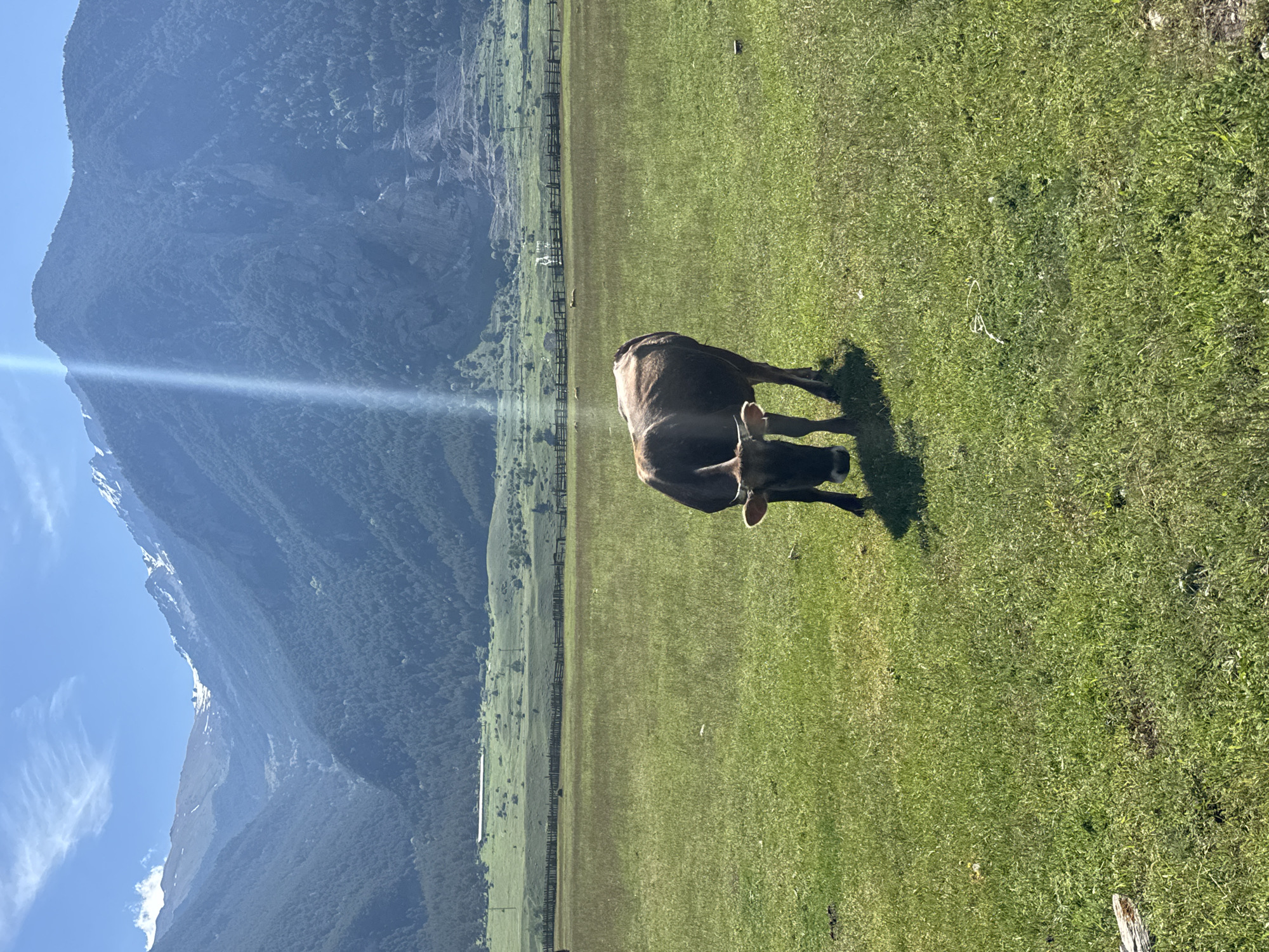 A lone brown cow grazes in a lush green meadow under a bright blue sky. Towering mountains, some capped with snow, form a dramatic backdrop to the serene landscape. A wooden fence runs along the edge of the meadow, separating it from rolling hills dotted with trees. The sun casts a strong beam of light through the atmosphere, creating a lens flare effect. The scene appears to be set in a rural area, possibly the city of Verkhne-Teberdinskoye rural settlement in Russia.