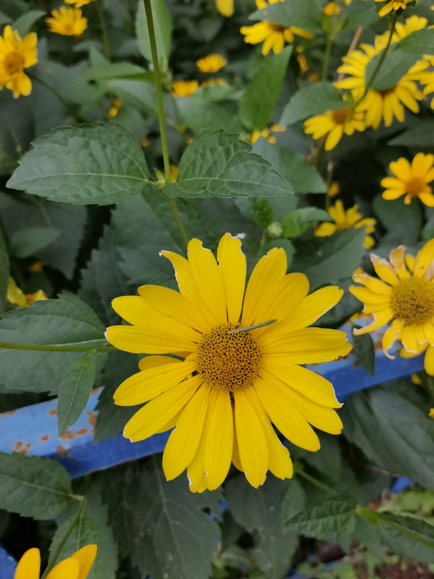A close-up, vertical, eye-level shot shows a patch of bright yellow flowers with green foliage and a blue painted metal railing. A single, prominent yellow daisy-like flower is in the center foreground, its petals radiating outwards from a circular, textured brown center. A thin, green insect, possibly a grasshopper or praying mantis, rests on one of the petals, its body extending across the petal's surface. To the right, another similar yellow flower is partially visible, its petals slightly curled. In the background, numerous other yellow flowers and lush green leaves create a dense, naturalistic backdrop. A section of a blue railing, with visible rust spots, runs horizontally across the lower portion of the image, partially obscured by the foliage and flowers. The scene appears to be outdoors, with the dappled lighting suggesting a partly cloudy day. There is no indication of the specific location within Kazan, Russia, but the presence of manicured flowers and a railing suggests a park, garden, or public space.