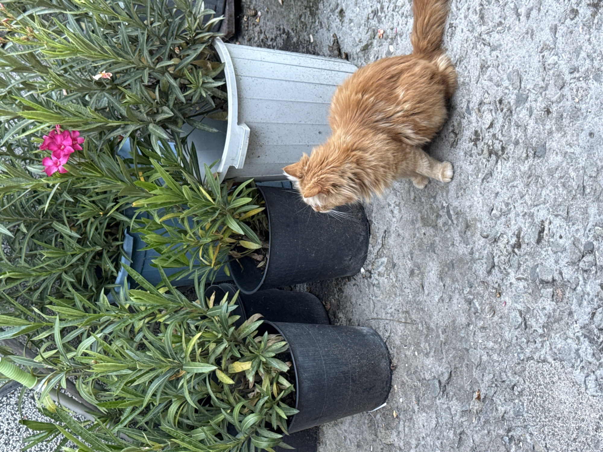 An orange tabby cat with long fur sits on a concrete surface, looking up and to the right. The cat is in focus in the foreground, with its hindquarters visible from the side and its face turned away from the camera. Behind the cat are several potted plants, including a light blue pot and several dark gray or black pots. One of the plants has bright pink flowers. The background consists of more greenery and a textured wall. The scene appears to be outdoors in an urban or semi-urban setting, possibly a garden or courtyard, in Marinka, Bulgaria. The overall lighting suggests it is daytime.