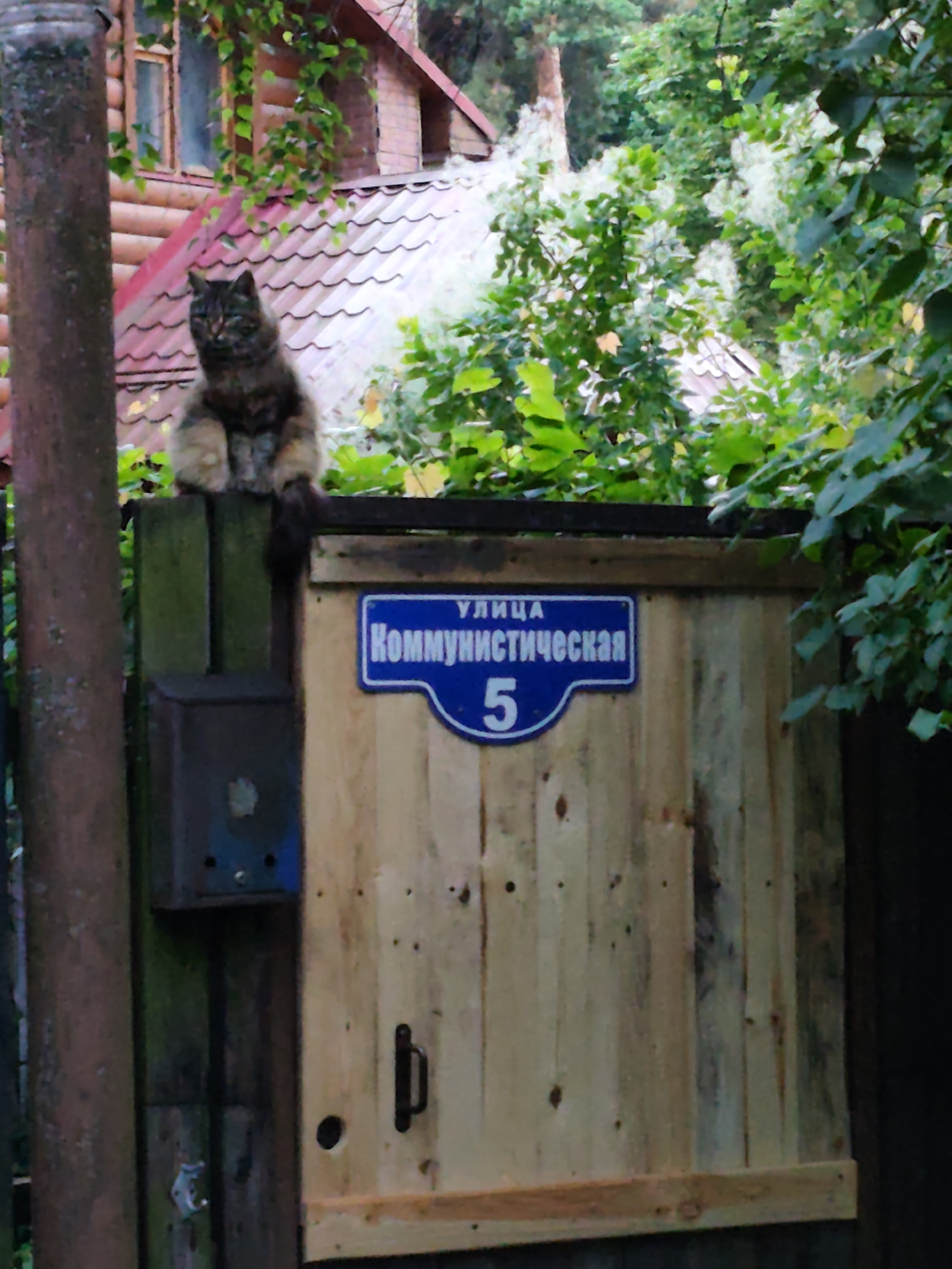 A medium shot captures a fluffy, multi-colored cat perched on top of a wooden fence. The cat is sitting upright with its front paws resting on the fence, facing the camera. Its tail hangs down the side of the fence. The fence is made of unpainted wooden planks and has a rustic appearance.
On the fence, a blue street sign is attached. The sign has white text on it, which appears to be in Cyrillic script. The text reads "УЛИЦА КОММУНИСТИЧЕСКАЯ 5". This indicates the street name is Kommunisticheskaya and the house number is 5.
To the left of the sign and on the fence, there is a small, dark metal mailbox. It has a hinged door and appears to be mounted on the fence.
Behind the fence, lush green foliage and trees are visible, suggesting an outdoor setting, likely a garden or yard. A wooden house with a red-tiled roof is partially visible in the background, peeking through the leaves. The overall scene suggests a casual, perhaps rural or suburban, environment. The lighting suggests it could be daytime, possibly late afternoon or early evening, given the soft light and the presence of shadows. The cat appears relaxed and alert, observing its surroundings.