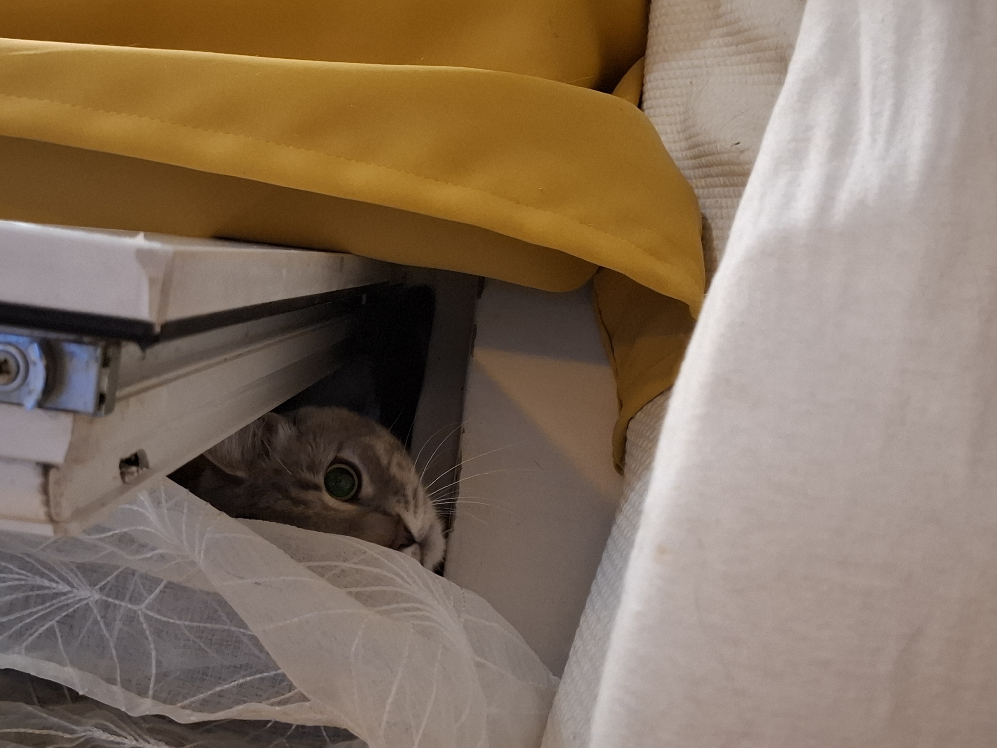 In Zemun Urban Municipality, Serbia, a grey tabby cat with green eyes peeks out from a narrow gap between a white sheer curtain and a yellow fabric. The cat's face is partially obscured by the curtain, with only its head and one eye visible. The background consists of a white wall and a dark interior. The overall scene suggests an indoor setting, possibly a home, with the cat exhibiting a curious or shy demeanor.
