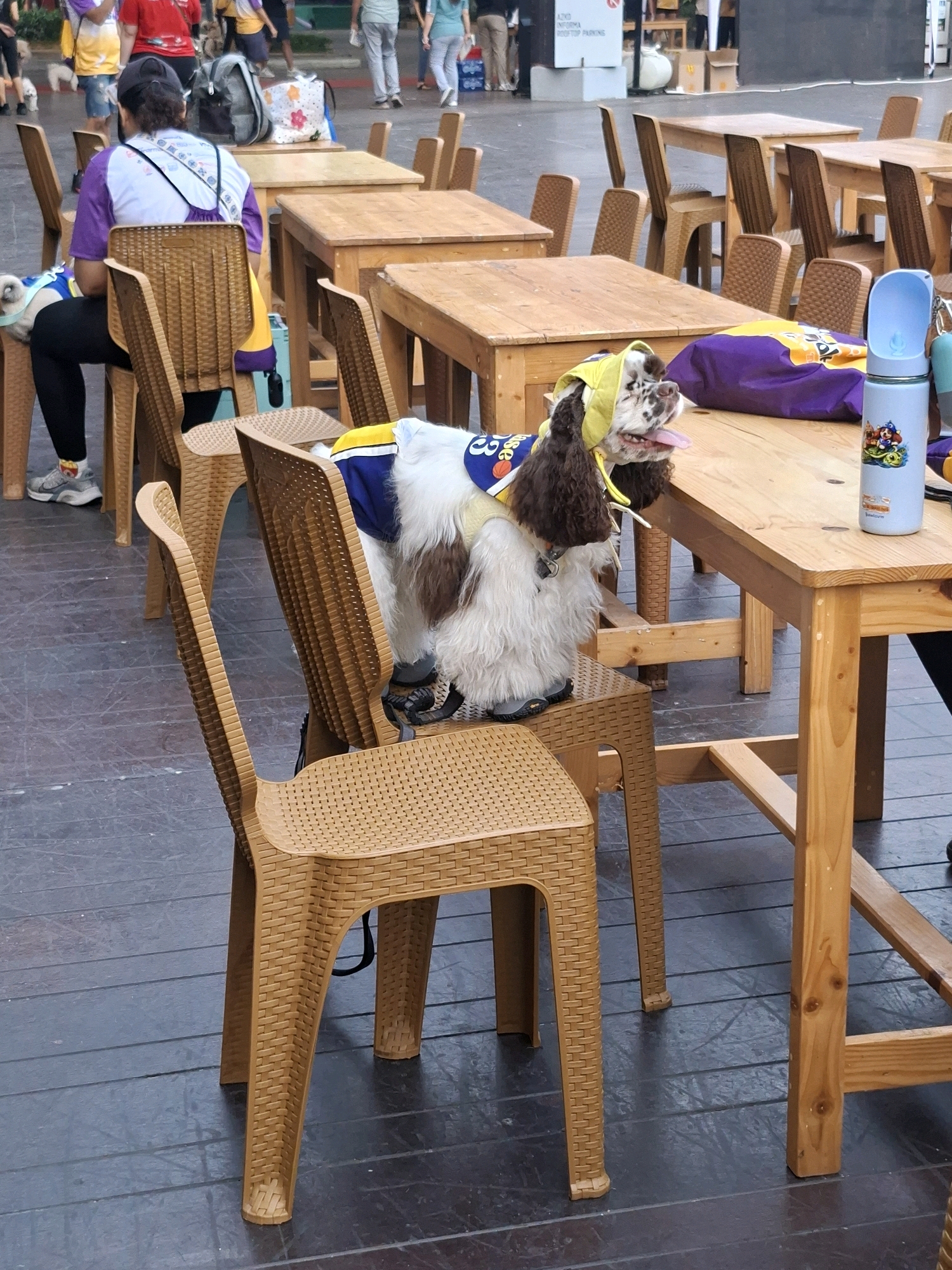The image shows an outdoor seating area with several tables and chairs, likely in the city of Lengkong Kulon, Indonesia, given the context. In the foreground, a brown dog with white fur, wearing a yellow hat and a blue and yellow vest, is sitting on a wicker chair. The dog has its tongue out and appears to be panting. A blue water bottle with a dispenser is visible on a nearby wooden table. In the background, several people are walking around and sitting at tables. Some of the people are wearing casual clothing, and one person is wearing a purple shirt. The ground is paved with dark-colored planks. The atmosphere seems relaxed and informal, suggesting a public space like a park or an outdoor cafe.