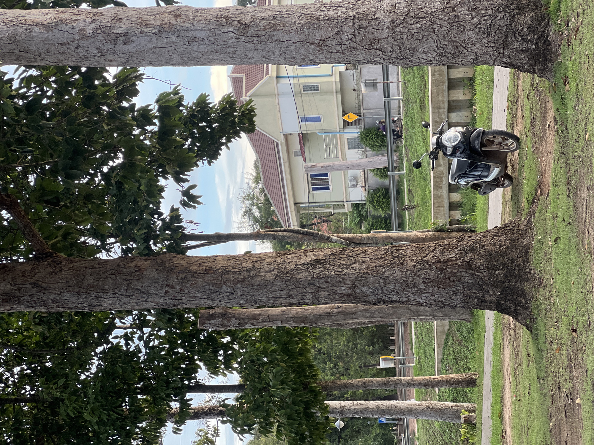 A black scooter is parked on a grassy area next to a paved path. In the background, a light green building with a brown tiled roof stands behind a fence. A road runs in front of the building, and two people are riding a motorcycle on the road. Several large trees with rough bark are in the foreground and on the left side of the image. The scene appears to be a residential area in Siem Reap, Cambodia, with typical tropical vegetation. The sky is partly cloudy.