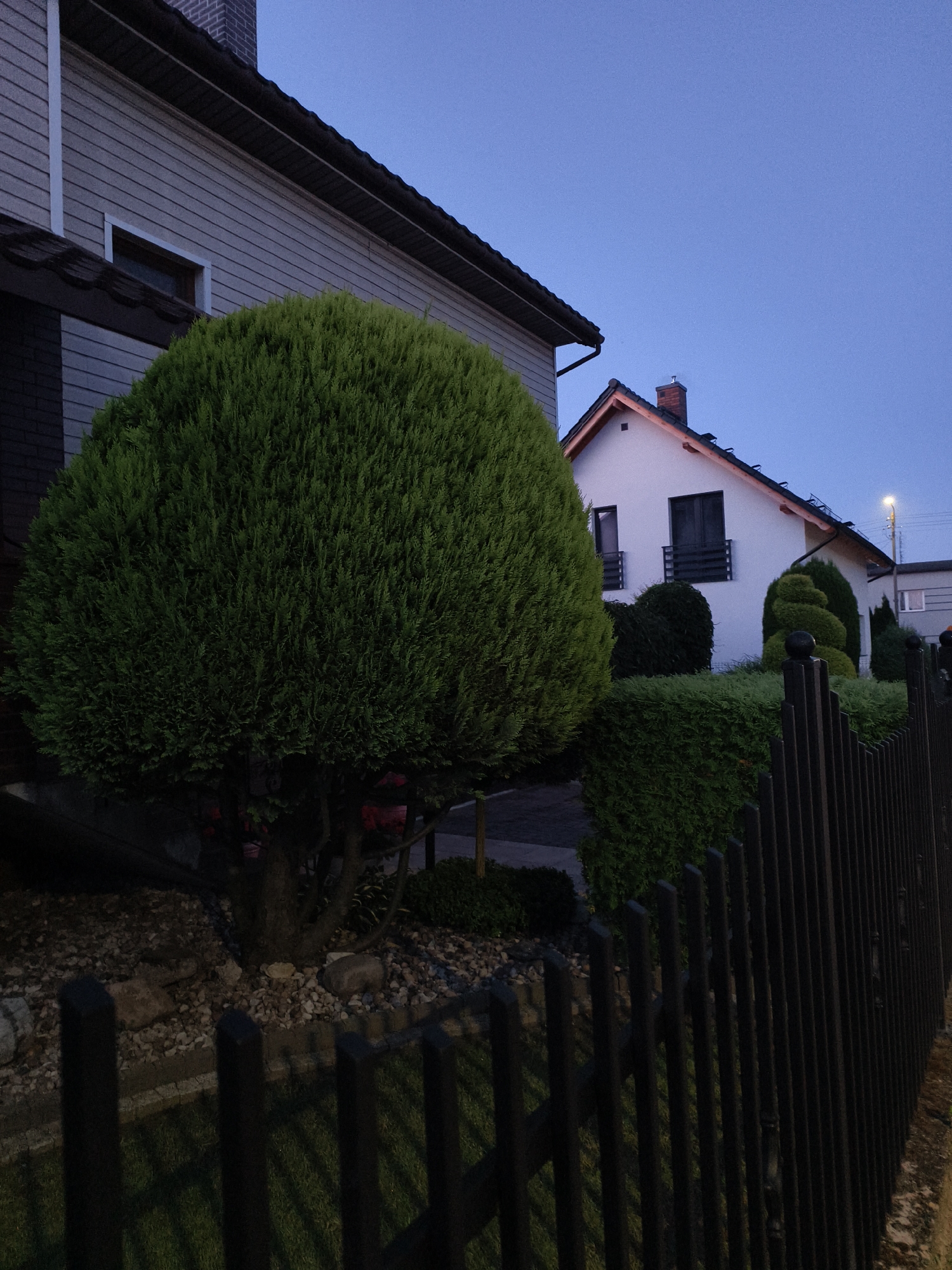 The image shows a suburban residential area at dusk, likely in Tczew, Poland. In the foreground, a black metal fence runs along the edge of a property. Beyond the fence, there is a well-maintained lawn and a large, spherical evergreen bush. To the left, a portion of a two-story house with light-colored siding and a dark roof is visible. A small, rectangular window with a white frame is on the upper level. To the right, a white house with a dark roof and a brick chimney is partially visible. This house has two windows with dark shutters on the upper level, and a decorative spiral-shaped evergreen bush in front of it. A street light with a yellow glow is visible in the distance, illuminating the sky which is a deep blue, indicating twilight. The overall scene depicts a quiet, domestic setting.