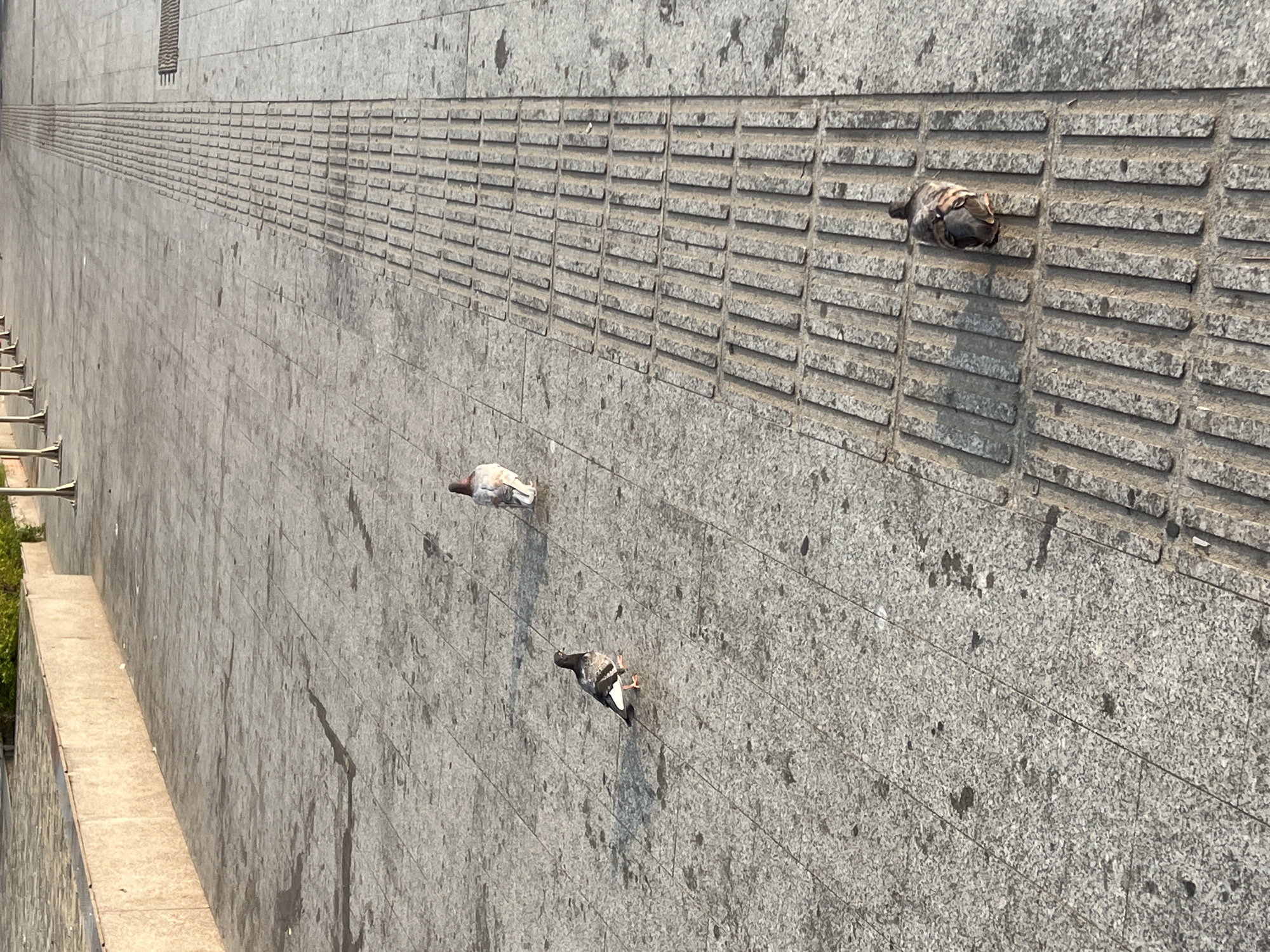 A long, textured gray wall is observed with three pigeons interacting with it. The wall is composed of horizontally laid stone slabs with a band of textured rectangular protrusions extending across the upper portion. One pigeon is perched on the band of protrusions, appearing to be nestled within one of the rectangular openings. Another pigeon is standing on the flat stone surface of the wall below, while a third pigeon appears to be in mid-motion on the wall. A metal railing is visible in the distance to the left side, suggesting the wall is a part of a bridge or embankment. The location is identified as Nha Trang, Vietnam, based on the style of architecture and urban design.