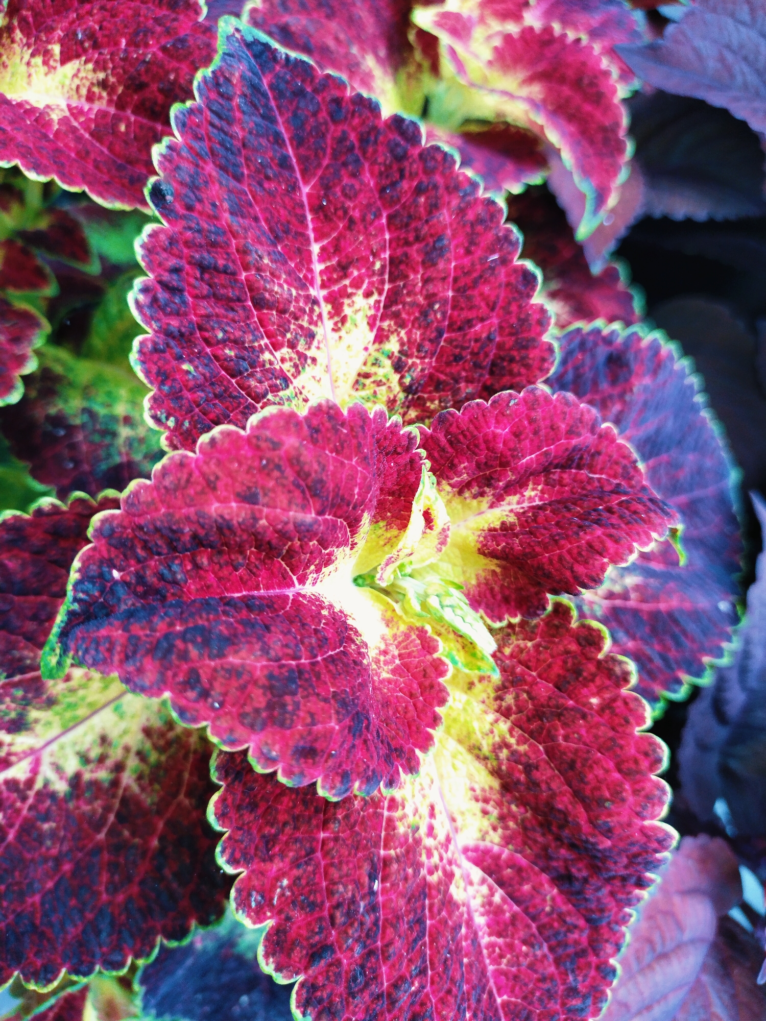 The image is a close-up, overhead shot of several coleus leaves. The leaves are variegated with a dominant deep magenta color, interspersed with patches of bright yellow and dark green, and edged with a lighter green. The texture of the leaves is visibly veined, and their edges are serrated. The lighting creates a slightly dramatic effect, with some areas brighter than others, highlighting the intricate patterns and colors of the foliage. The background consists of more coleus leaves, some in darker shades of purple and blue, and out-of-focus foliage, suggesting a garden or a planter. There is no visible presence of people, animals, or specific landmarks that would indicate a location in Horishni Plavni, Ukraine.