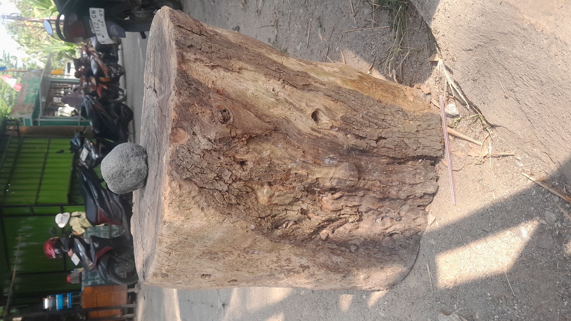 In Ngloram, Indonesia, a large tree stump, roughly cylindrical and weathered, stands on a dirt and gravel ground. A single, rough-textured, grey stone rests on top of the stump. The background reveals a row of parked motorcycles, some with riders. One person is wearing a red helmet and a light-colored shirt, another is wearing a white hat. A green corrugated metal structure, possibly a building or stall, is visible behind the motorcycles, and trees can be seen further in the distance. The scene is bathed in sunlight, casting shadows on the ground. A pink drinking straw lies on the ground near the base of the stump.