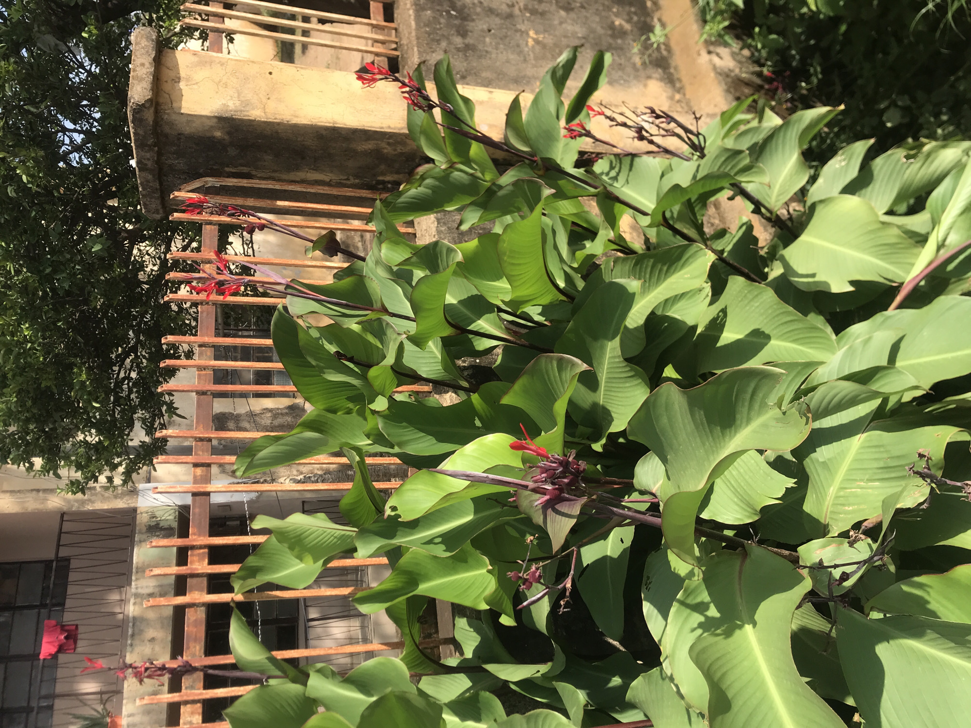 A cluster of vibrant green Canna lilies with red flowers is the primary focus of this outdoor scene, situated in what appears to be a residential area in Rafin Par, Nigeria. The lilies, with their large, glossy leaves and tall, slender flower stalks topped with crimson blooms, dominate the foreground. Behind them, a weathered, orange metal fence with vertical bars encloses a property. Beyond the fence, a light-colored building with balconies and windows can be seen. To the right of the lilies, a rough, textured concrete pillar stands, suggesting it's part of a boundary or entrance. The background reveals lush green foliage from trees, indicating a tropical or subtropical environment. The lighting suggests it is daytime, with shadows cast by the plants and structures. The scene depicts a typical, semi-urban Nigerian setting with a focus on the natural beauty of the Canna lilies.