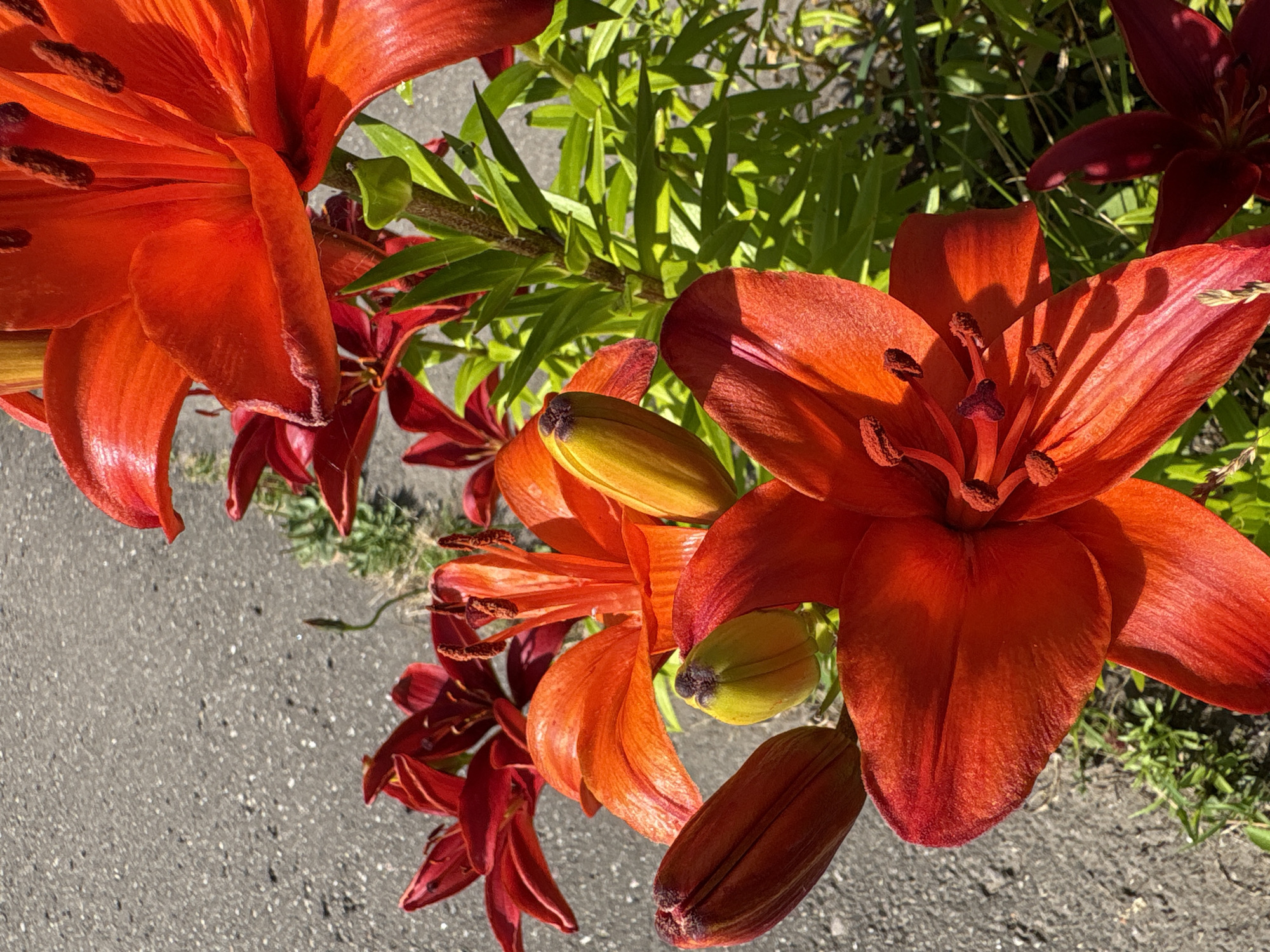 The image shows a close-up view of several bright orange and deep red lilies in bloom, set against a backdrop of green foliage and a gray asphalt surface. The lilies are the primary subjects, with their vibrant petals and stamens prominently displayed. Some of the flowers are fully open, revealing their intricate details, while others are still in bud form, showing a range of stages of development. The lighting suggests it is daytime, with sunlight casting distinct shadows on the petals, highlighting their texture and form. The asphalt ground indicates an outdoor setting, possibly a garden path or roadside. The presence of multiple lily varieties, both orange and deep red, suggests a cultivated area. There are no people or animals visible in the image, and no text is present. The overall mood is one of natural beauty and vibrancy, capturing the essence of a summer garden in full bloom. The location context of Bahushewsk, Belarus, places this scene in a specific geographical setting.