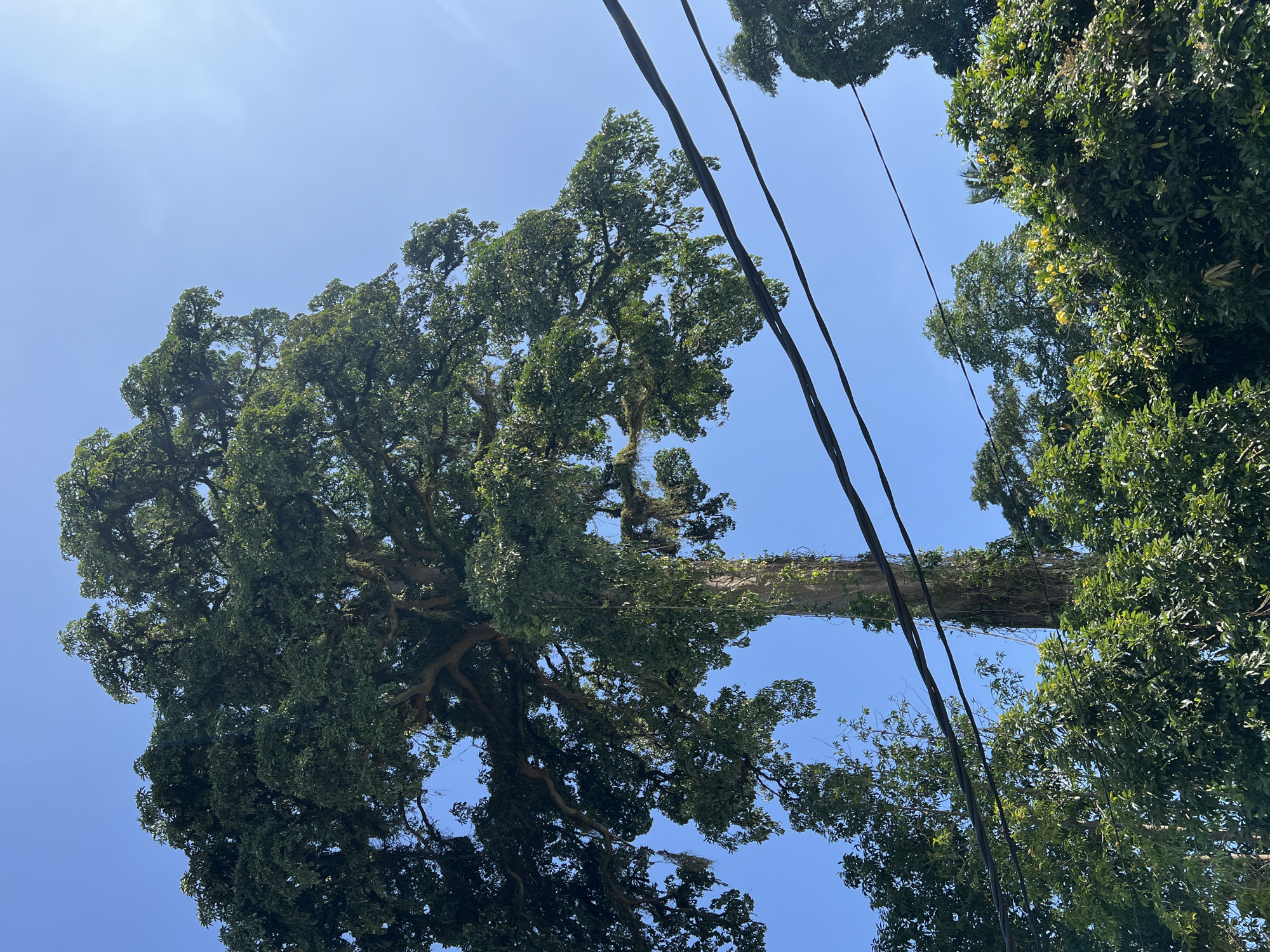 The image shows a low-angle view of trees and power lines against a blue sky. One large tree dominates the left side of the frame. It appears to have a thick trunk covered in vines or other growth, extending horizontally across a significant portion of the image. Other trees with dense green foliage are visible on the right. Dark power lines run diagonally across the sky between the trees. The location is presumed to be Petulu, Indonesia.