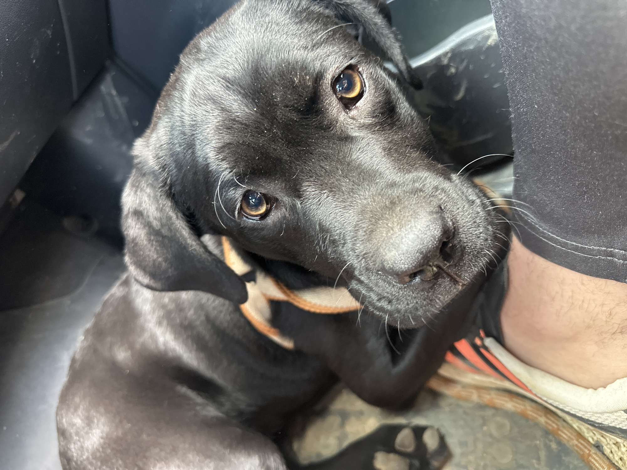 A black Labrador Retriever puppy with an orange and beige collar is seated indoors, likely in a vehicle. The puppy is looking upwards towards the camera, its head tilted. Part of a person's leg and shoe are visible to the right of the dog, indicating a close proximity. The surrounding environment is partially visible and appears to be the interior of a car, characterized by dark-colored surfaces. The location in Montana, Bulgaria is not apparent in the visual.