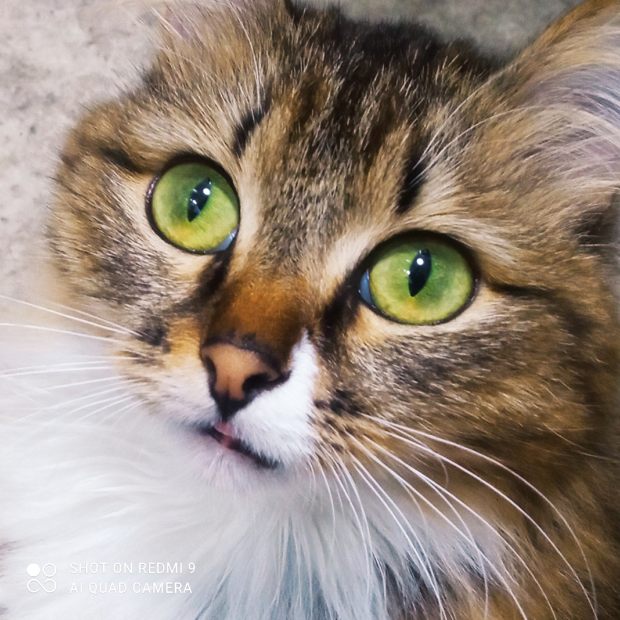 A close-up, headshot photograph of a domestic cat. The cat has striking green eyes, a brown and tan tabby coat, and a white bib and chest. The cat's mouth is slightly open, and its pink tongue is visible. The background is a neutral, textured gray surface. The image also contains a watermark in the bottom left corner that reads "SHOT ON REDMI 9 AI QUAD CAMERA." There is no discernible location in the city of Chaikovsky, Russia, or any human presence in this image.