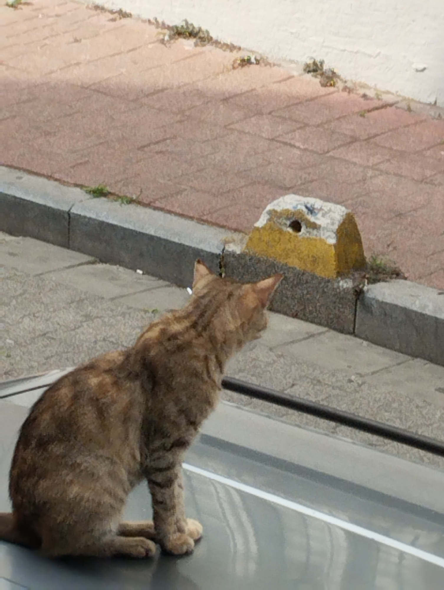 A medium shot shows a tabby cat sitting on a gray, reflective surface, possibly the hood of a vehicle. The cat is facing right and looking away from the camera, with its tail curled around its body. The cat's fur is a mix of brown, tan, and black stripes. In the background, a sidewalk made of reddish-brown bricks is visible, with a concrete curb separating it from a textured gray surface. A yellow and white concrete block with a circular opening is also present in the background. The scene appears to be outdoors, possibly in a public area of Istanbul, Turkey, given the typical urban environment depicted. The lighting suggests it is daytime.