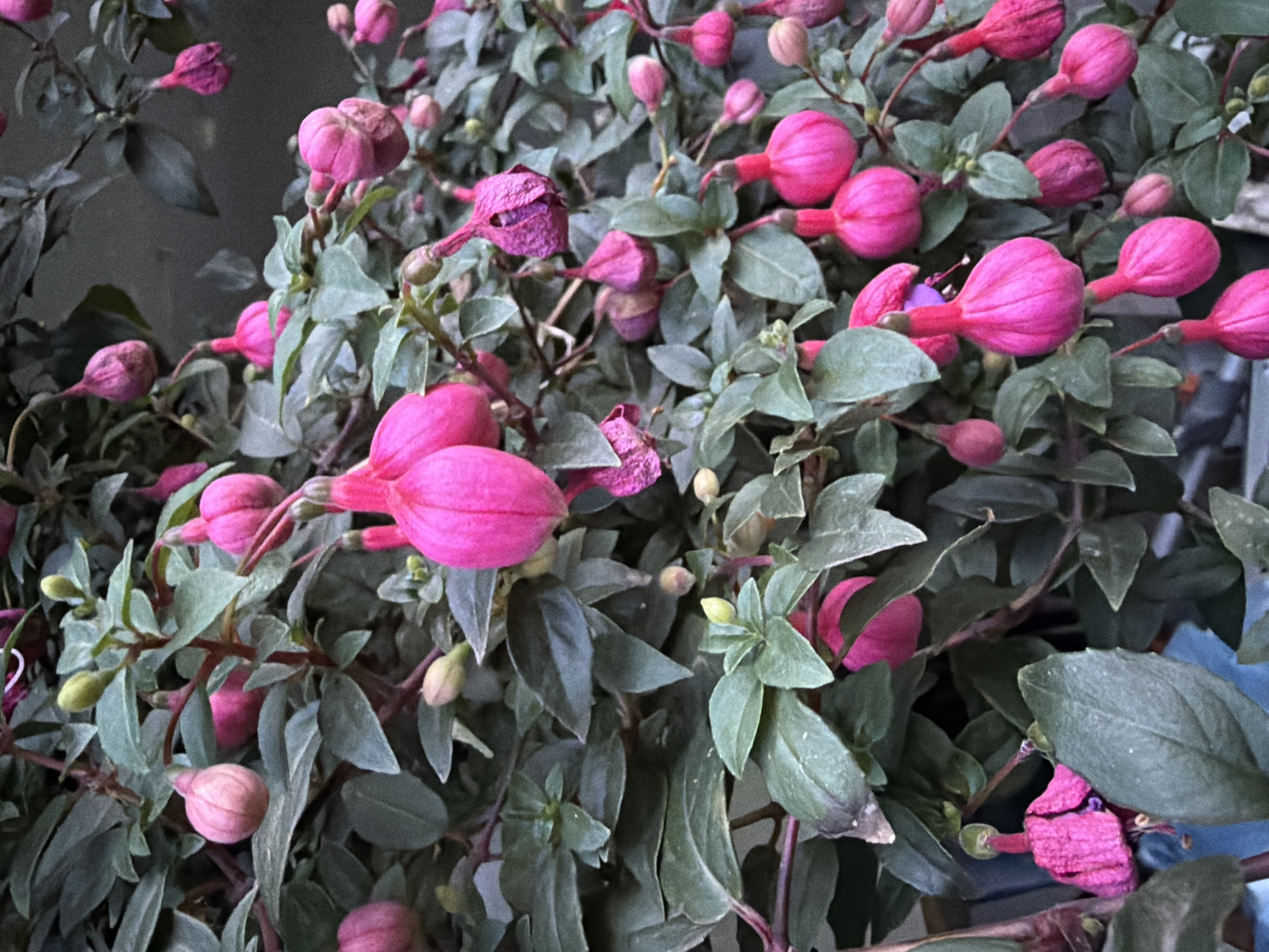The image shows a close-up of a fuchsia plant with numerous pink and fuchsia-colored flowers and buds. The flowers are characterized by their pendant, bell-like shape. The leaves are dark green and ovate. The plant appears to be densely grown, with many branches and foliage. The background is softly blurred, suggesting an outdoor setting, possibly a garden or park. There are no people or animals visible in the image. The lighting is subdued, contributing to a slightly muted color palette. The scene is devoid of any context that would pinpoint its location in the city of Creußen, Germany, or any other specific geographic location.