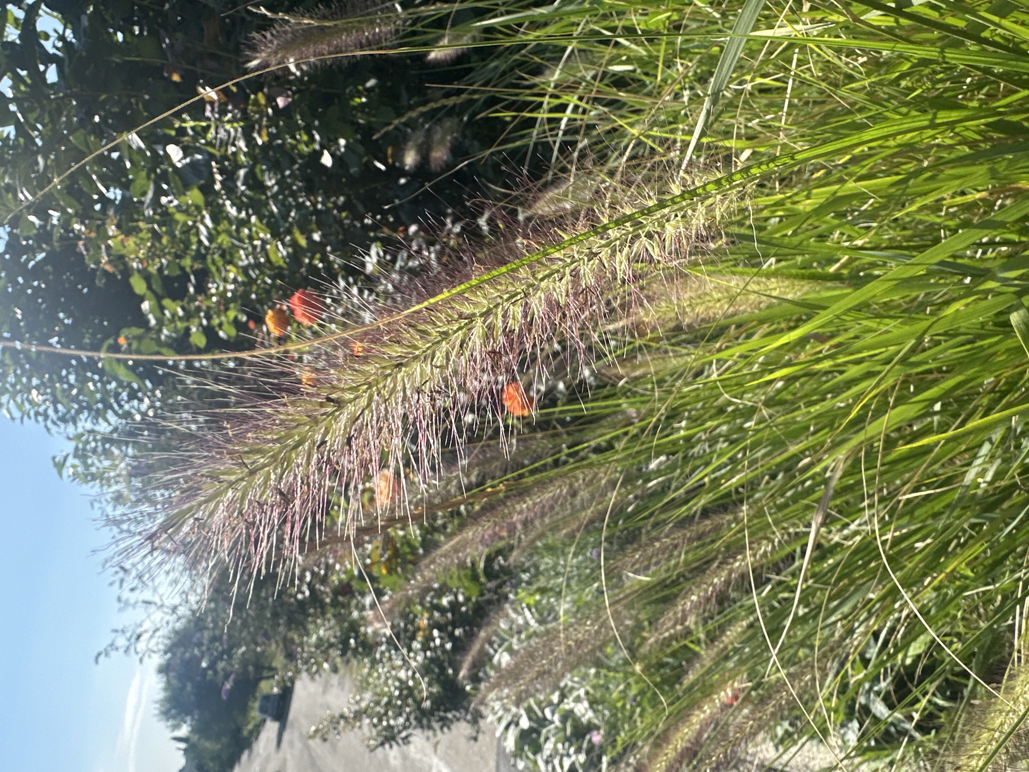 The image depicts a close-up view of ornamental grass, likely fountain grass, with feathery plumes. The foreground is dominated by lush green blades of grass and the spiky seed heads, some of which have a reddish-purple hue. In the background, hints of other greenery, foliage, and a few orange flowers are visible. To the left, a paved road with a light-colored vehicle parked on its shoulder is discernible, suggesting a roadside setting. The sky above is a clear, bright blue with some wispy clouds. The overall impression is that of a sunny day, possibly in a garden or park area bordering a road. The scene does not contain any people or overt human activity, and the location in Tbilisi, Georgia, cannot be determined from the visual information provided.