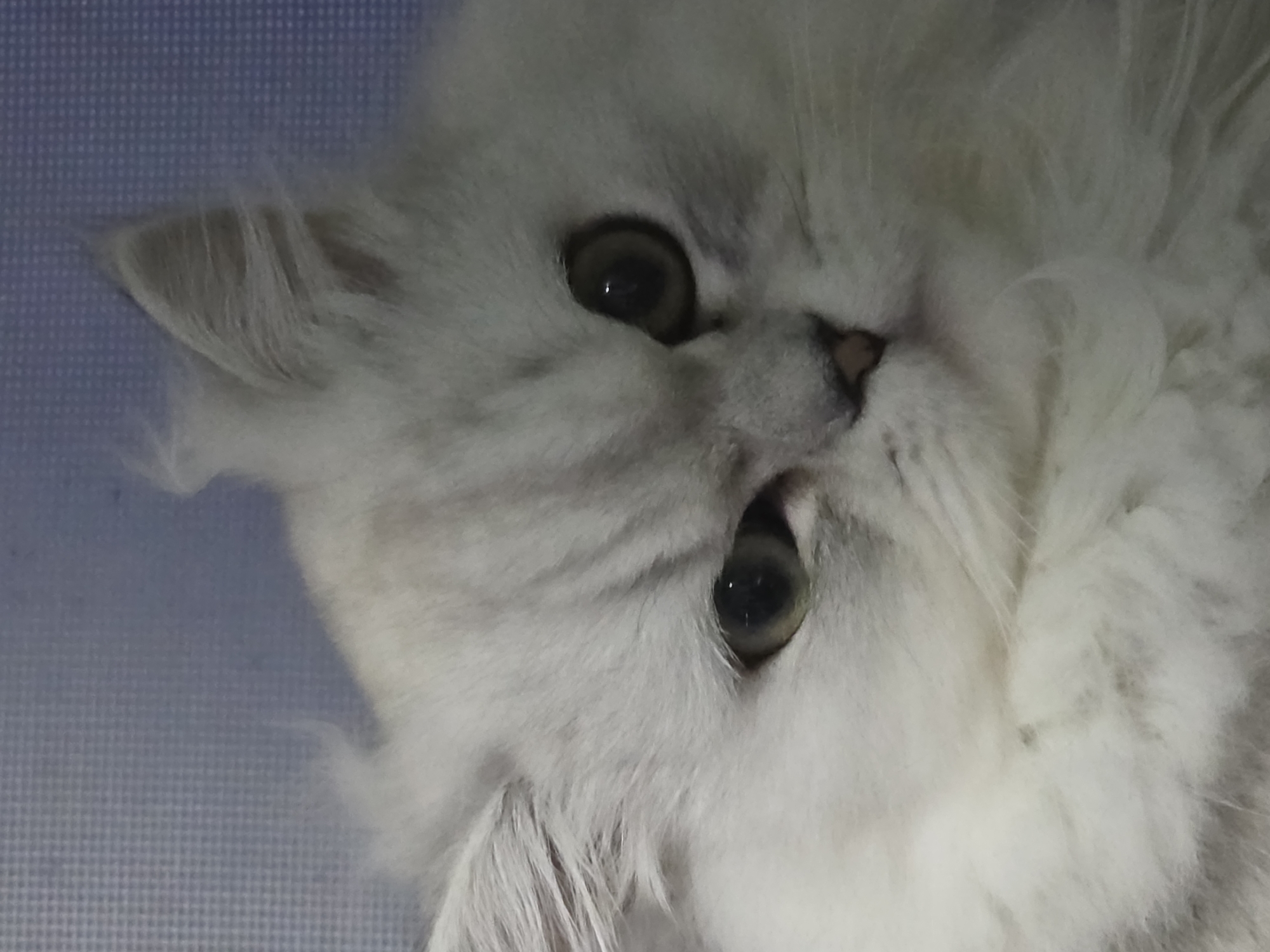 The image shows a close-up of a fluffy white Persian cat with green eyes. The cat's fur is long and soft, and its face is framed by a thick mane. The cat is looking directly at the camera with a slightly tilted head. The background is a blurred blue texture, possibly a wall or fabric. There is no indication of the cat's location in Novocheboksarsk, Russia or any other specific place. The image is a portrait of a domestic animal.