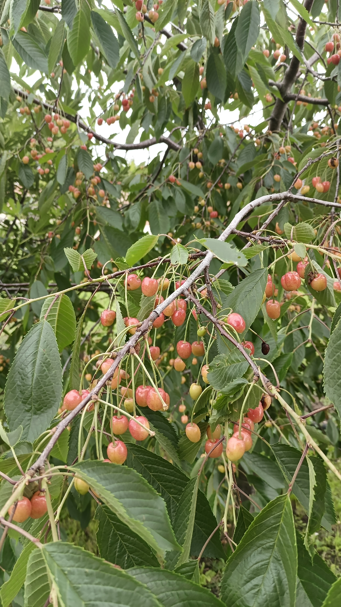A cherry tree is observed bearing ripening fruit in Sennik, Bulgaria. Clusters of cherries, primarily yellowish-pink to light red with some green coloration, are suspended from green pedicels. Numerous cherries and green, ovate, serrated leaves display visible water droplets. Dark brown to grayish branches are interwoven with the dense green foliage. A prominent lighter gray branch traverses the mid-ground. The background consists of blurred green foliage and a bright, diffuse sky. No individuals or animate subjects are visible.