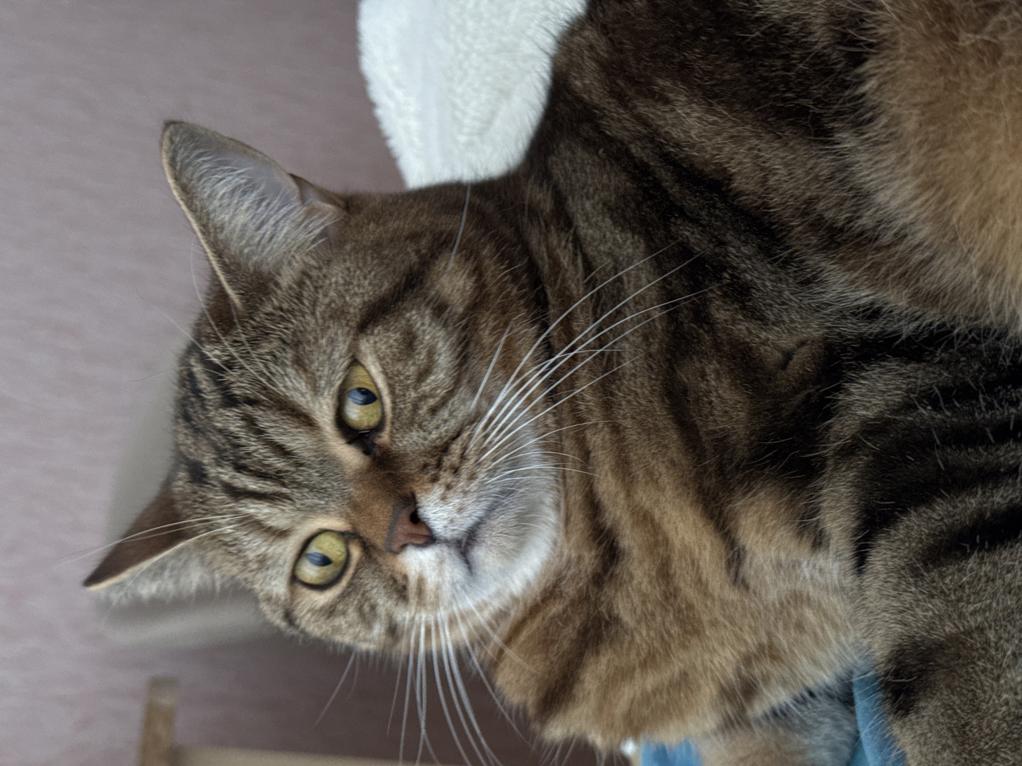A tabby cat is the central focus of the image, its head tilted to the left. The cat's eyes are yellowish-green, and its fur exhibits brown and black stripes. Its whiskers are long and white. The cat appears to be lying on a soft, possibly white, surface. The background is blurred but suggests an interior setting with a light pink wall and wooden elements. There is no indication of the location being in Chaikovsky, Russia.