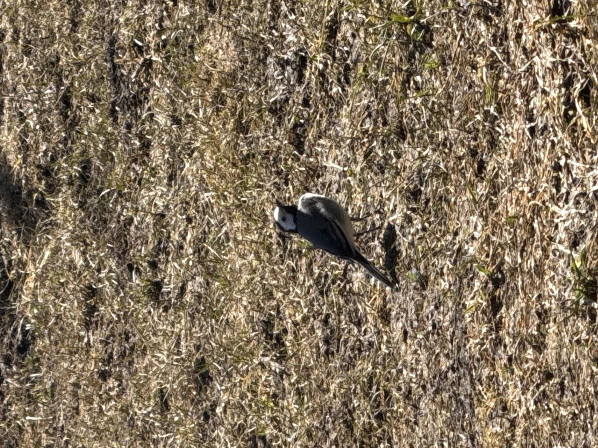 The image depicts a white wagtail bird perched in dry, brown grass. The bird is oriented diagonally in the frame. The location is Tyulyuk, Russia.