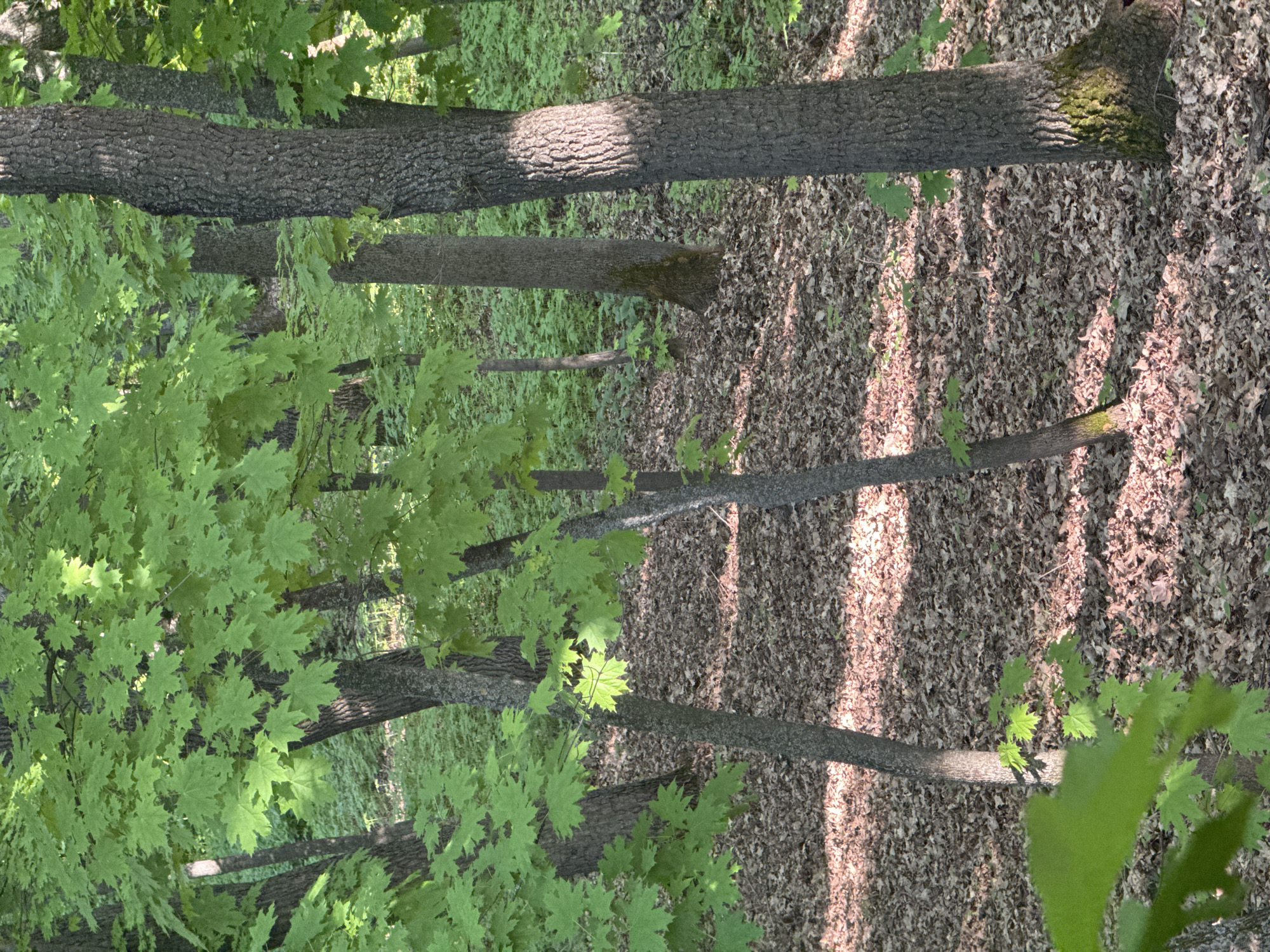 The image shows a forest scene, likely in a park or wooded area. There are several trees with green leaves in the foreground and background. The ground is covered in fallen leaves and twigs, with patches of sunlight filtering through the trees. The trunks of the trees are visible and are mostly vertical. The location is likely Усть-Курдюм, Russia, but this is not verifiable from the image. There are no people visible in the image. The scene appears to be peaceful and serene.