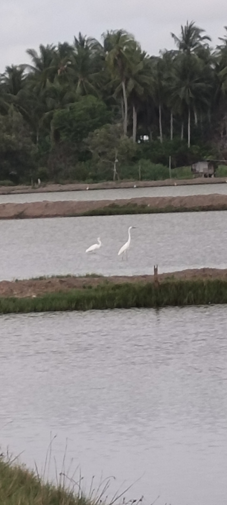 The image depicts a wetland scene with two white birds, likely egrets, wading in shallow water separated by grass-covered banks. In the background, there is a line of tall palm trees and other lush vegetation. A small shack or structure is visible among the trees. The location is Lhokseumawe, Indonesia.