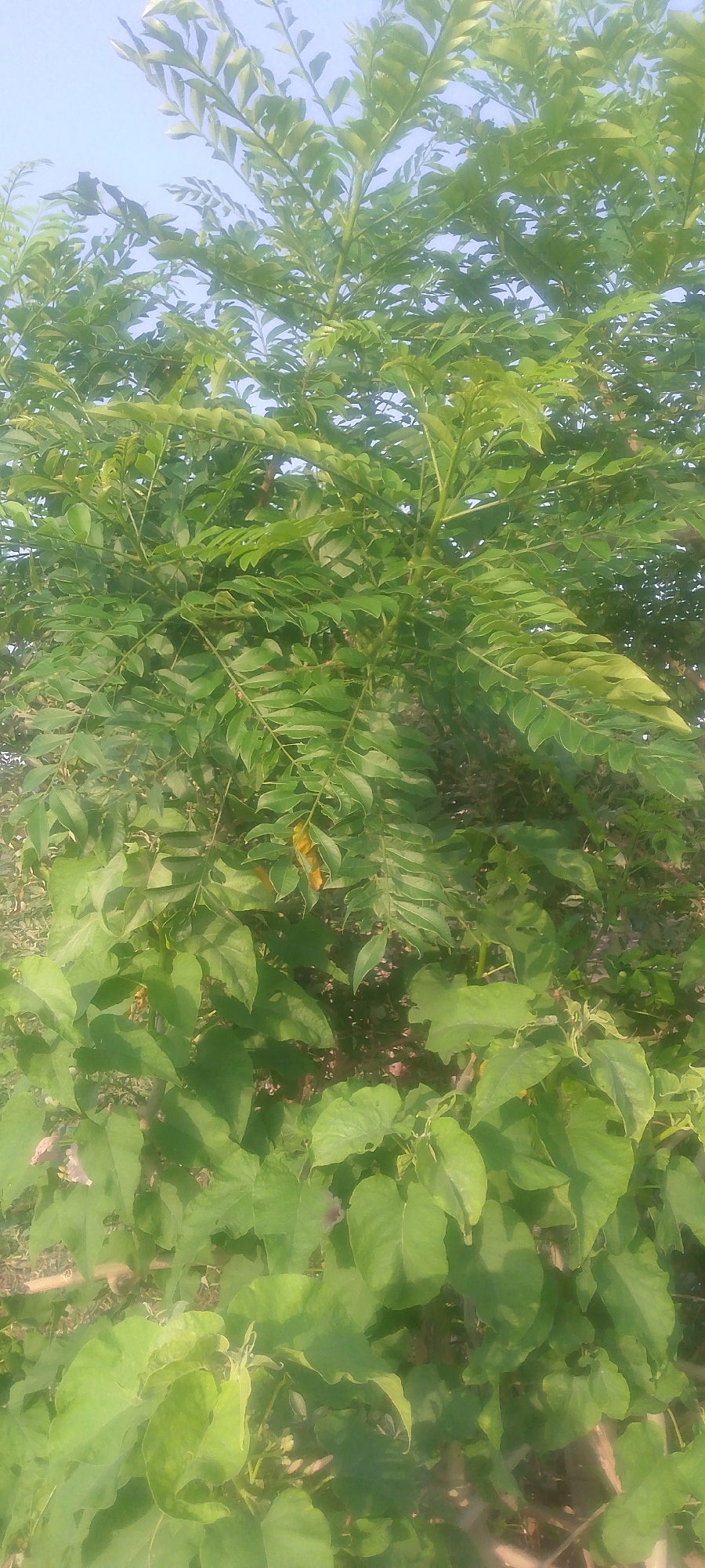 An outdoor shot captures a vibrant green leafy plant with some dried yellow leaves visible. The plant occupies the majority of the frame, with its branches and foliage extending towards a pale blue sky. The lower portion of the image shows larger, broader leaves of another plant, partially obscuring the ground beneath. The scene appears to be in Jalingo, Nigeria, possibly a garden or natural area, bathed in natural light. No people or specific objects are identifiable beyond the vegetation.