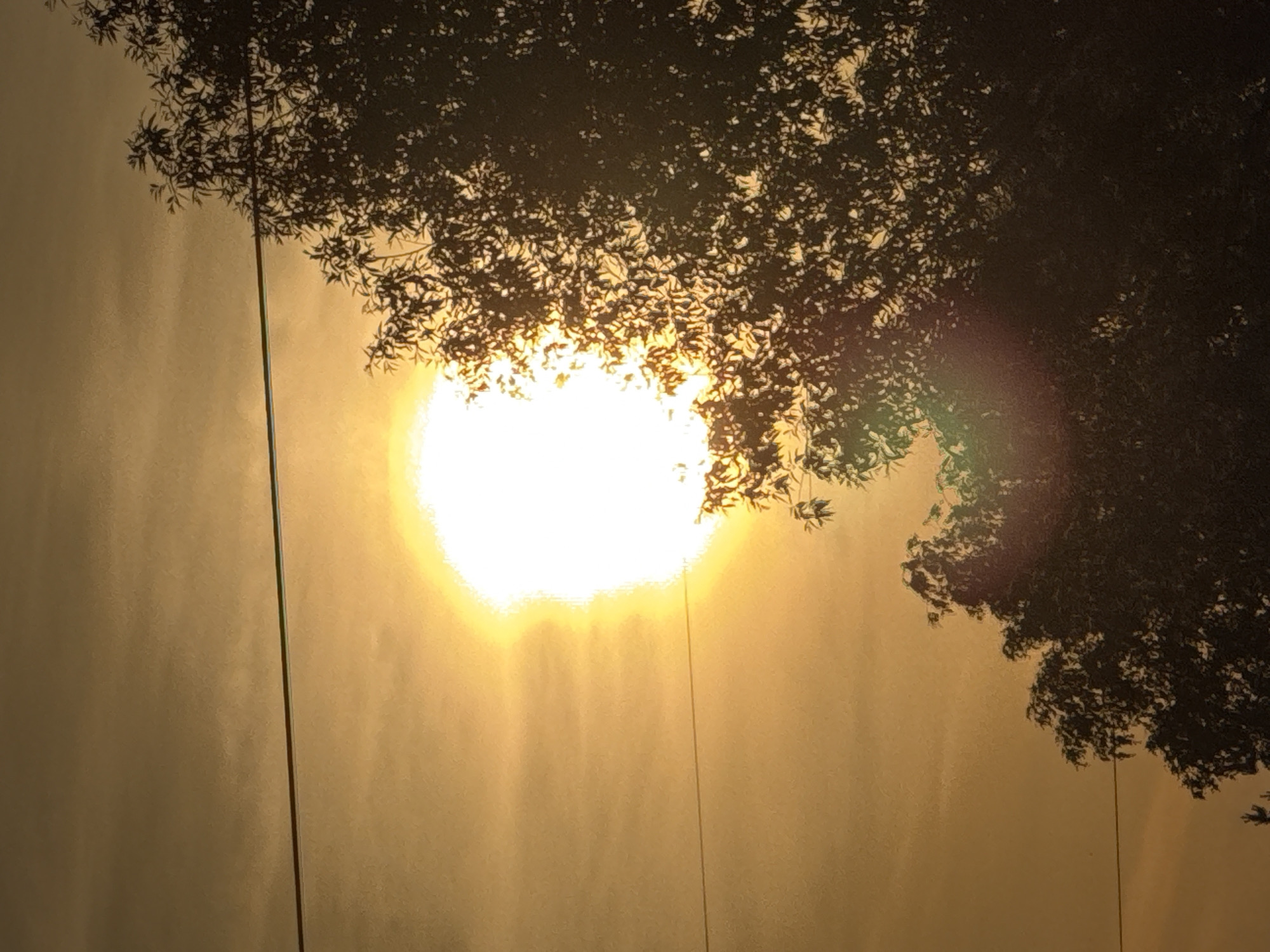 The image depicts an outdoor scene at either sunrise or sunset in the city of Подчерково, Russia. A large, intensely bright, and overexposed sun is positioned in the upper center-left, emitting a strong white and yellow light and exhibiting a prominent lens flare artifact in its lower right quadrant. The sky is characterized by a warm, golden-orange to yellow gradient, with faint, diffuse cloud formations visible horizontally across the frame. The silhouette of a dense deciduous tree canopy occupies the right side and lower portions of the image, with dark branches and distinct leaf patterns visible against the illuminated sky. A thin, dark, horizontal utility wire traverses the upper-middle section of the image, passing directly over the upper edge of the sun. No people, animals, or other distinct man-made structures are present within the frame beyond the utility wire.