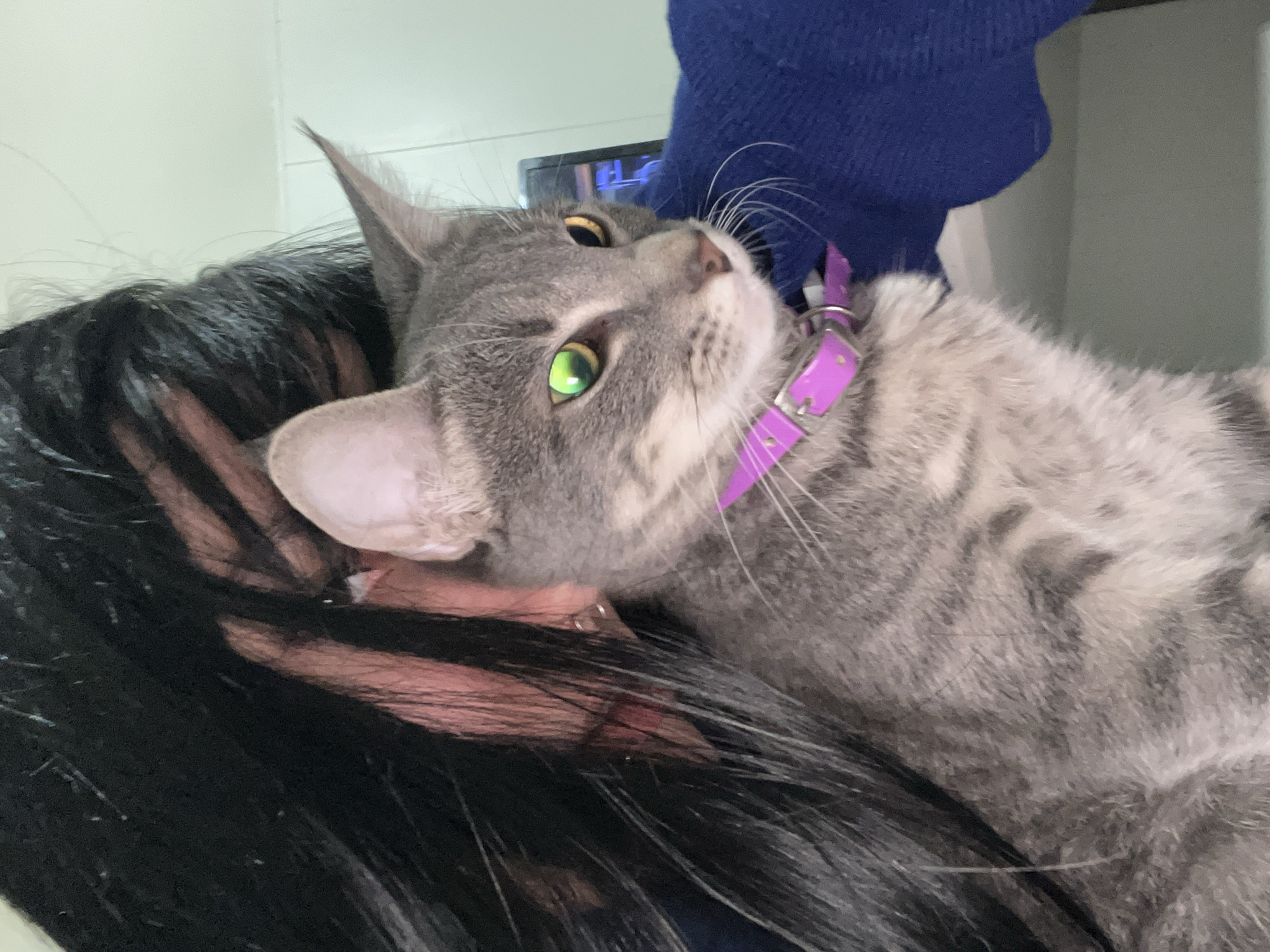 A medium-shot captures a grey tabby cat with green and yellow eyes resting on a person's shoulder. The cat wears a purple collar. The person has black hair and appears to be wearing a blue top. The background includes a wall and a partially visible television screen. The specific location within Buenos Aires, Argentina cannot be determined from the visual information provided.