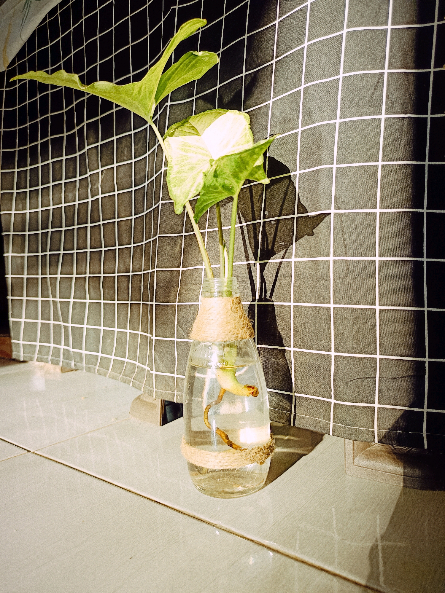 A young plant with two large, light green leaves, is growing in a clear glass bottle. The bottle is tied with twine around its neck and filled with water, in which the plant's roots are visible. The bottle sits on a tiled floor. Behind the bottle, a dark gray fabric with a white grid pattern hangs, creating a backdrop. Sunlight casts shadows on the fabric. The scene appears to be indoors, possibly in a residential area like Tlogosari, Indonesia, given the tiled flooring and the way the fabric is hung. There are no people or animals present.