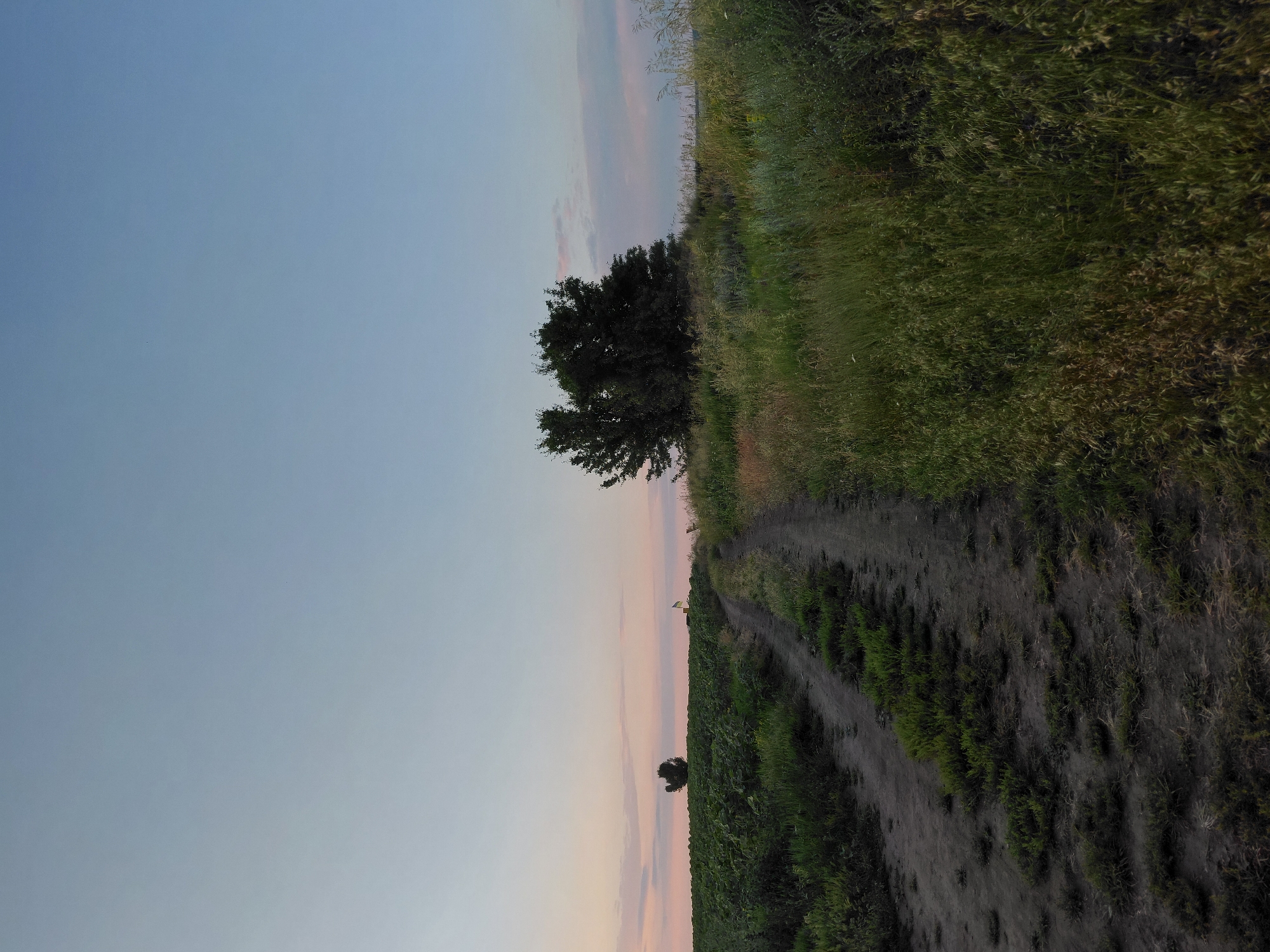 The image depicts a dirt road winding through a rural landscape in Ustyvytsia, Ukraine. The sky is a clear, pale blue, transitioning to soft pinks and oranges near the horizon, indicating either sunrise or sunset. On the left, a field of green crops, likely sunflowers, stretches towards a solitary tree in the distance. A small Ukrainian flag is visible on a pole within this field. To the right of the road, tall grasses and wild vegetation grow, with a cluster of trees forming a dark silhouette in the mid-ground. The road itself is unpaved, with patches of grass and dirt visible. The overall scene is tranquil and natural, characteristic of the Ukrainian countryside. There are no people or animals visible in the image.