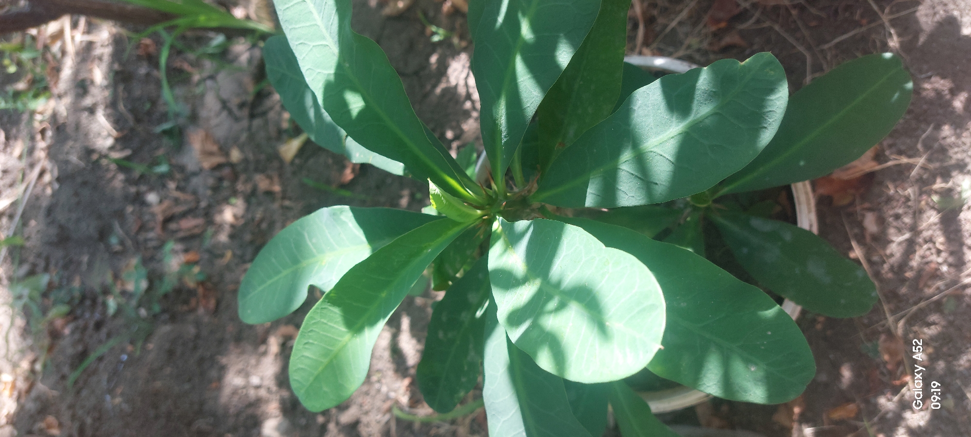 A close-up, eye-level shot focuses on a small, green plant with spiky stems and broad, ovate leaves. The plant appears to be in a pot, with the rim of the pot visible. The leaves are a vibrant green, with visible veins and some with lighter green or white spots. Shadows from an unseen source are cast across the leaves. The background consists of dry, brown soil with scattered organic debris, suggesting an outdoor environment. A faint indication of a darker vertical element, possibly a plant stem or thin tree trunk, is visible on the right edge of the frame. The lower left corner of the image displays a watermark with the text "Galaxy A52 09:19". The scene appears to be in an unadorned, natural setting, with no evidence of human activity or specific landmarks that would indicate a precise location within Ganja City, Azerbaijan.