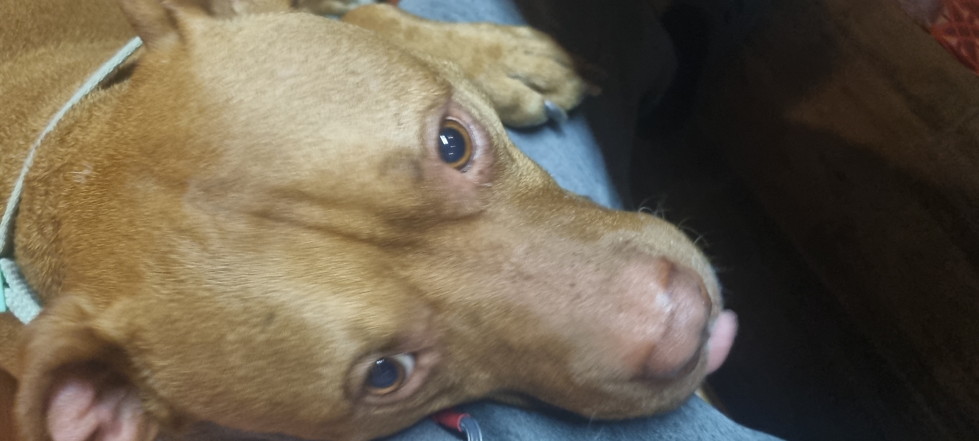 A close-up, angled shot depicts a brown-coated dog with a light green collar lying on a gray surface, possibly fabric. The dog's eyes are open and focused towards the left, and its tongue is slightly protruding from its mouth. The background is dark and indistinct.